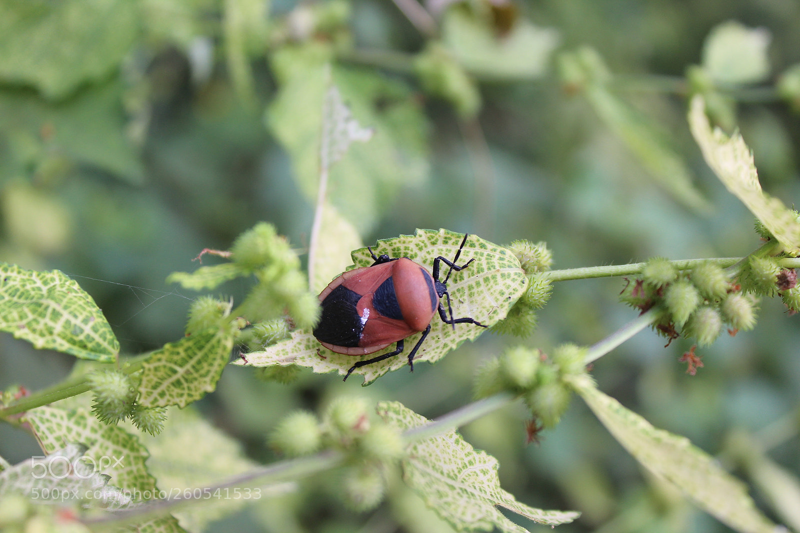 Canon EOS 1200D (EOS Rebel T5 / EOS Kiss X70 / EOS Hi) sample photo. Just hanging out photography
