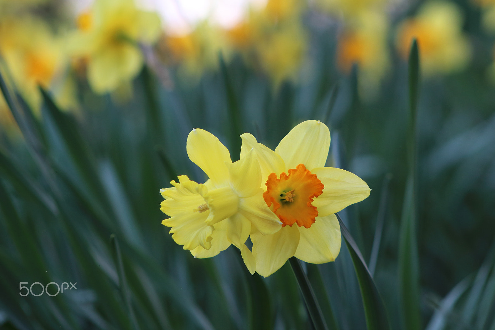 Canon EF 75-300mm f/4-5.6 sample photo. Twin photography