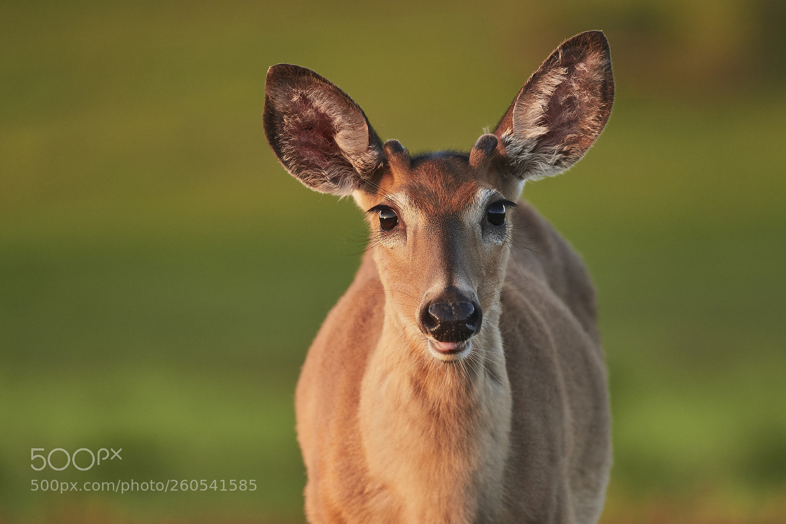 Nikon D500 sample photo. White-tailed deer photography