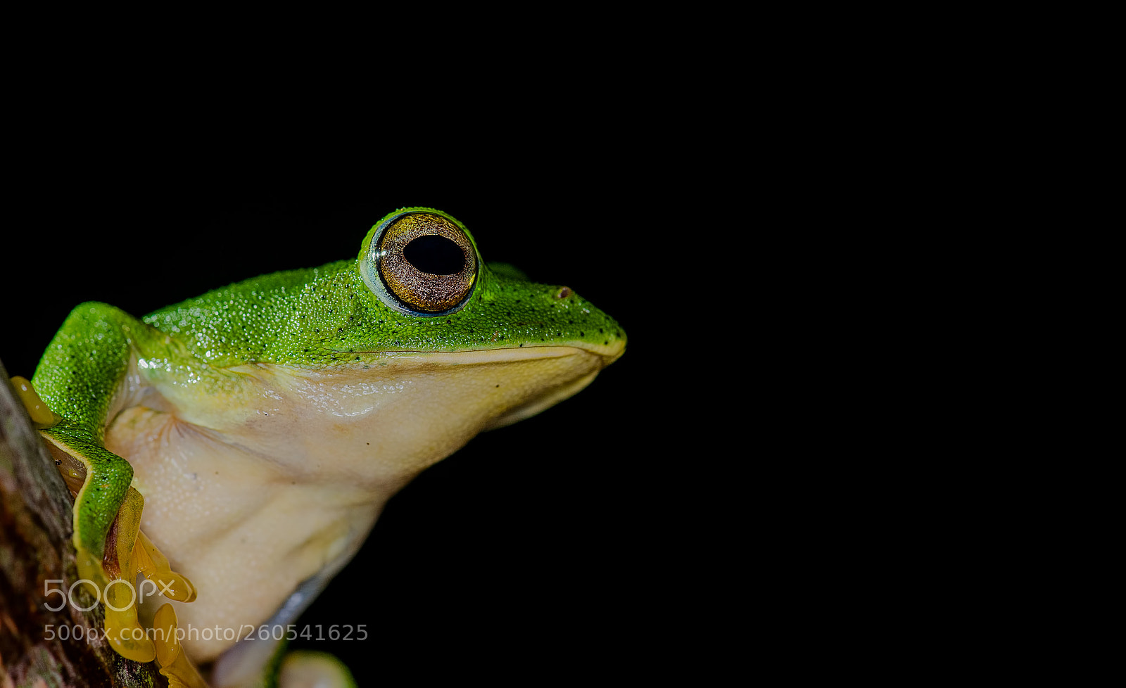 Nikon D750 sample photo. Malabar gliding frog photography