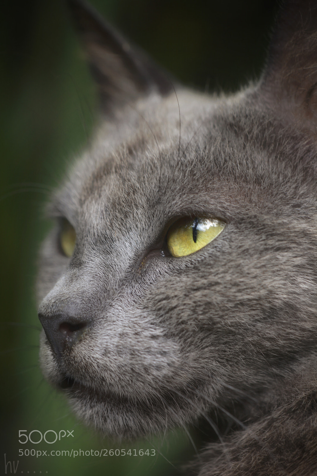 Nikon D7100 sample photo. Mood photography