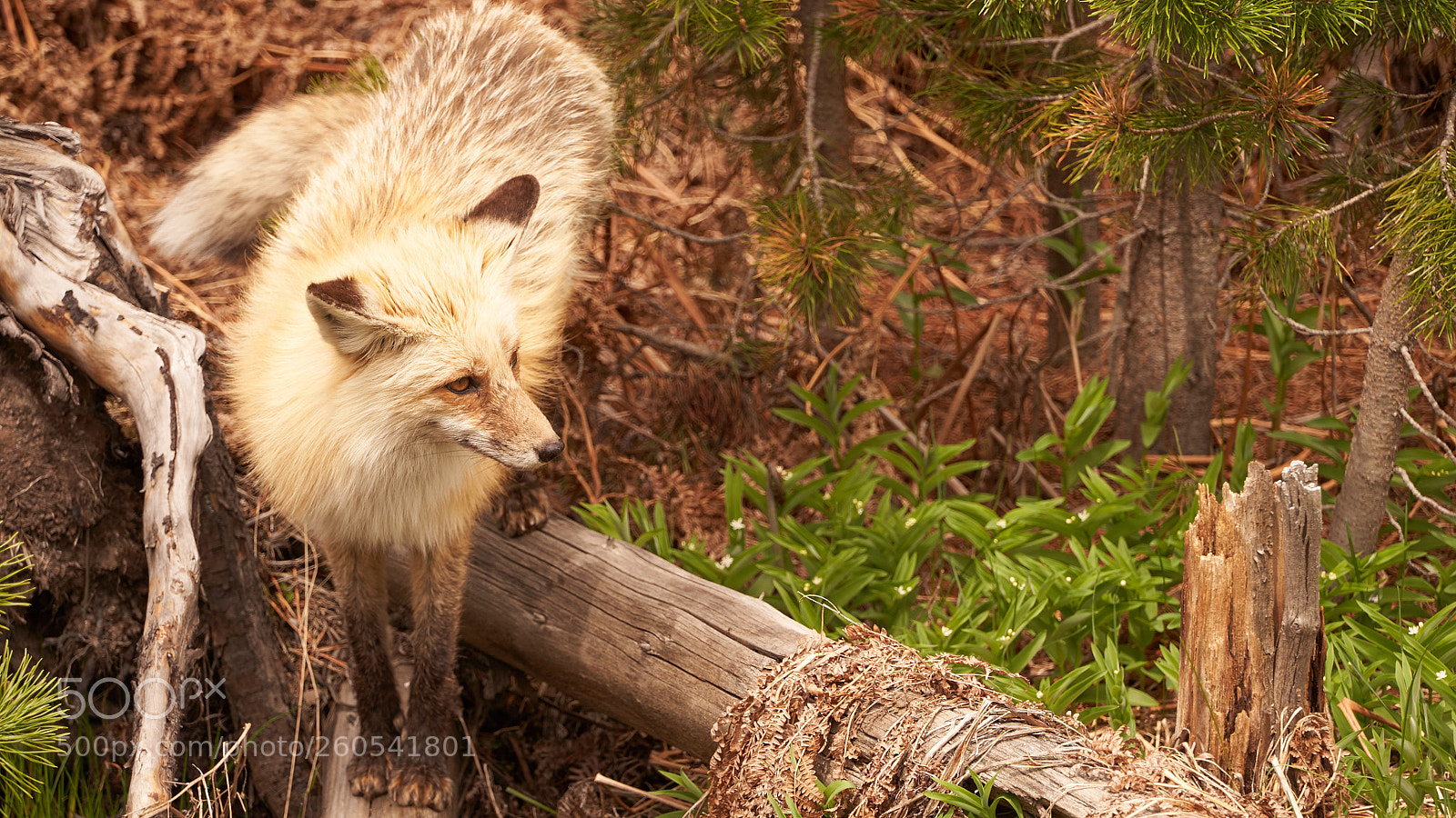 Sony a7 III sample photo. Red fox photography