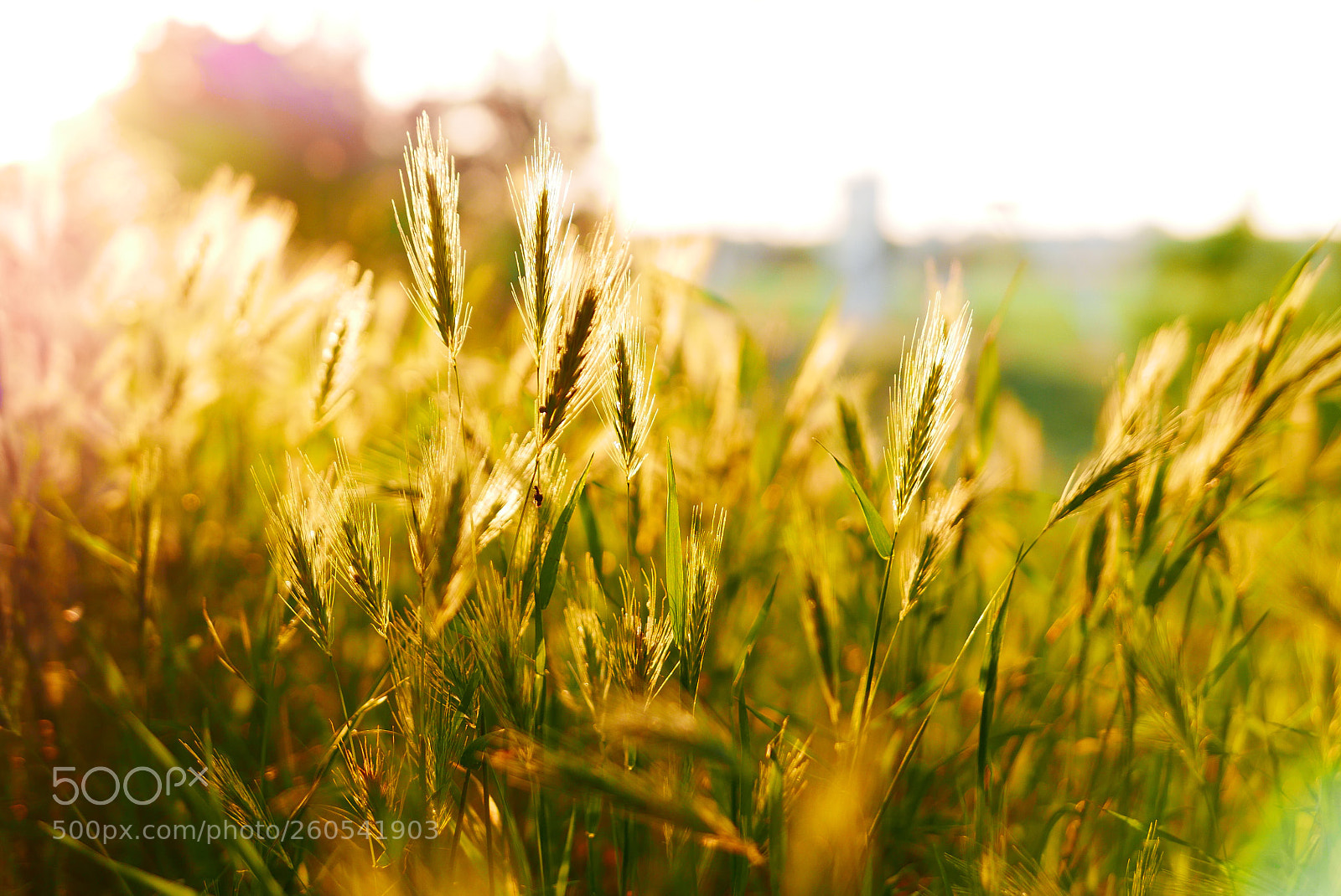 Panasonic Lumix DMC-LX100 sample photo. Hren im sonnenlicht photography
