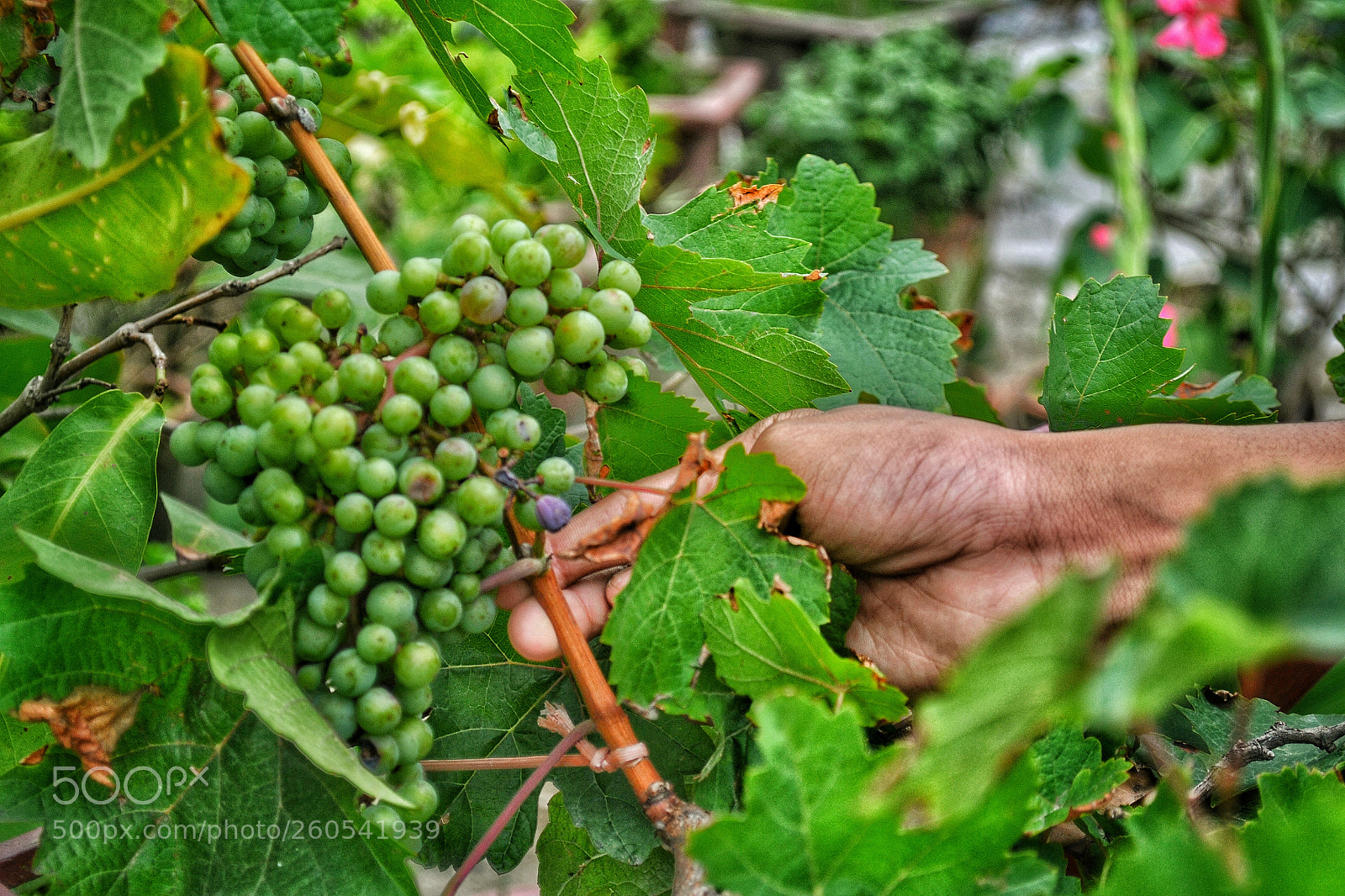 Nikon D3100 sample photo. Nature creation awesome vineyard. photography