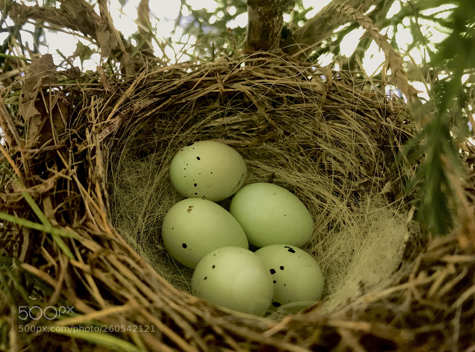Apple iPhone 7 sample photo. Finch eggs photography