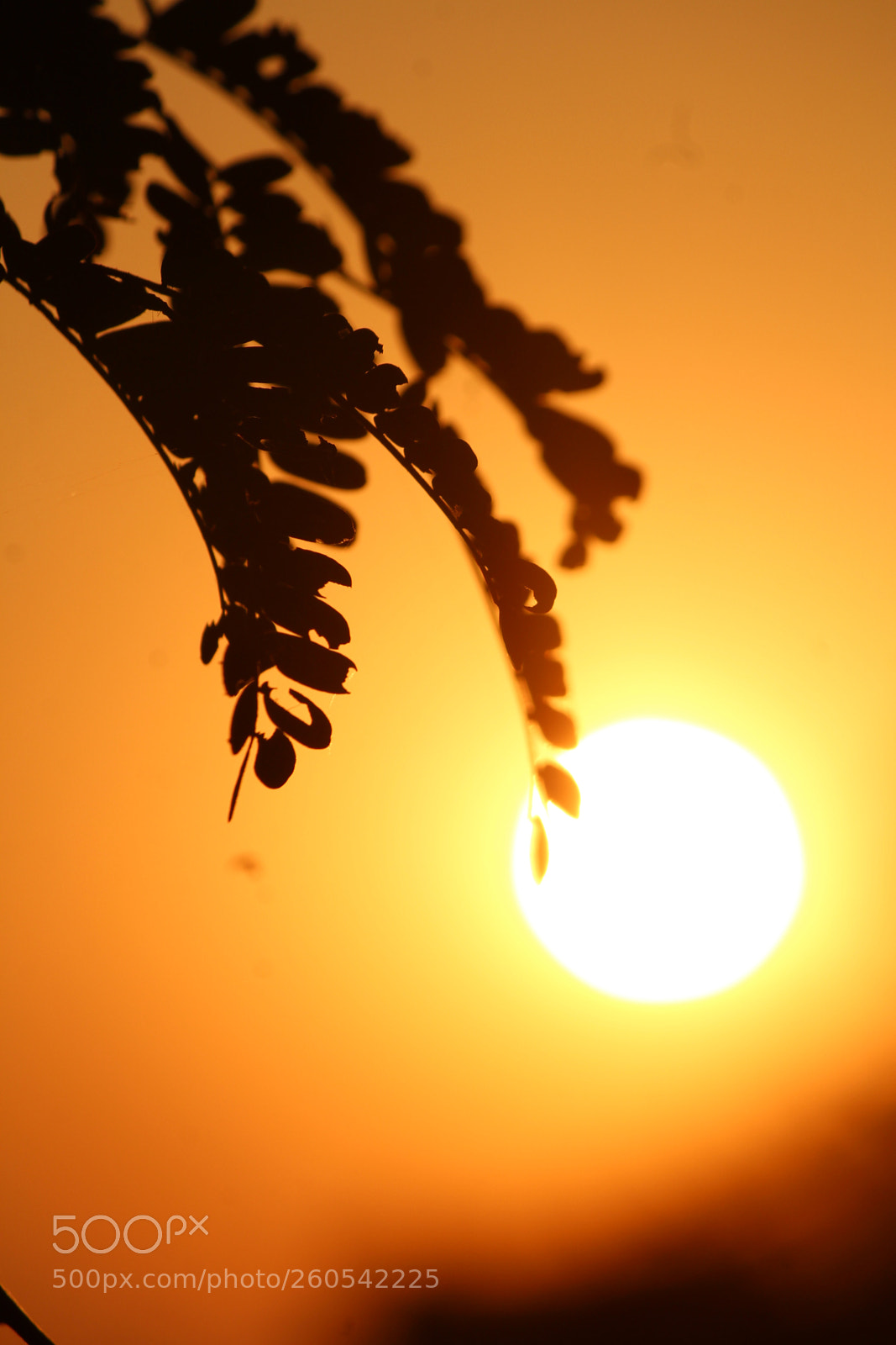 Canon EF-S 55-250mm F4-5.6 IS II sample photo. Nature is so creative photography