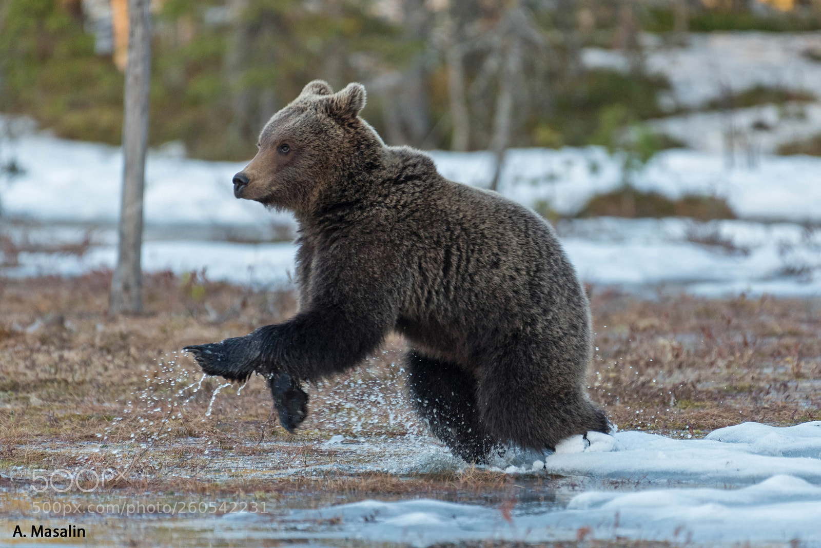 Nikon D750 sample photo. Brown bear photography