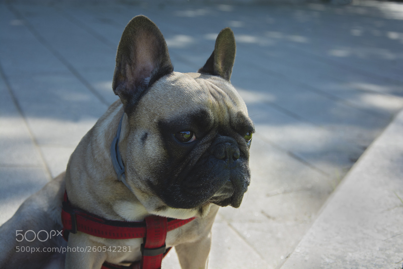 Nikon D7100 sample photo. Zhora <dogs of moscow> photography