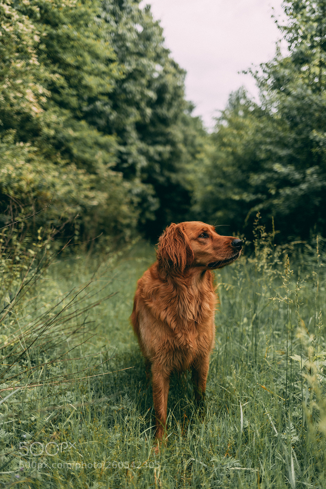 Canon EOS-1D X Mark II sample photo. Golden retriever in a photography