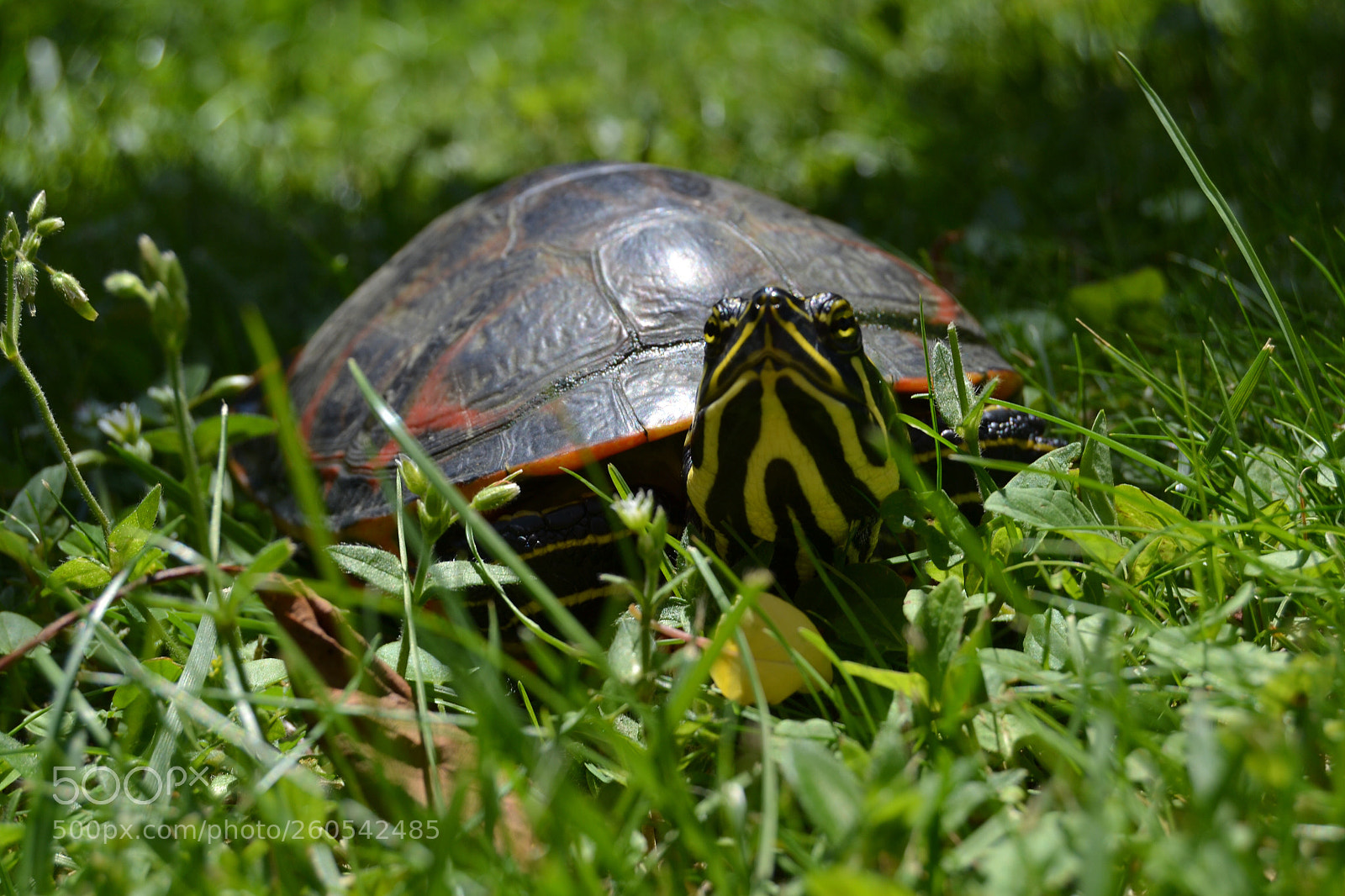 Nikon D3100 sample photo. Untitled photography