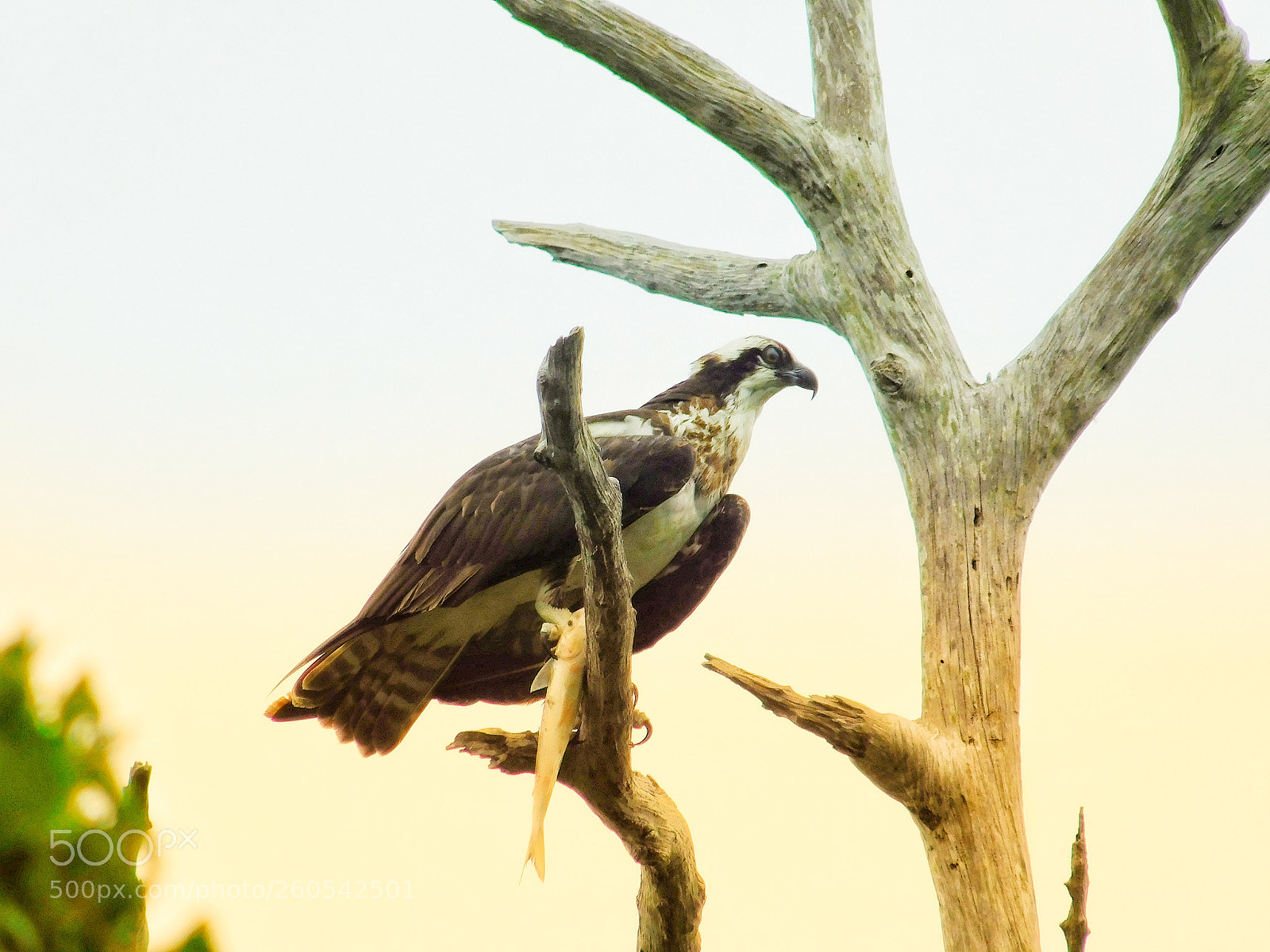 Nikon Coolpix L840 sample photo. Osprey with prey photography