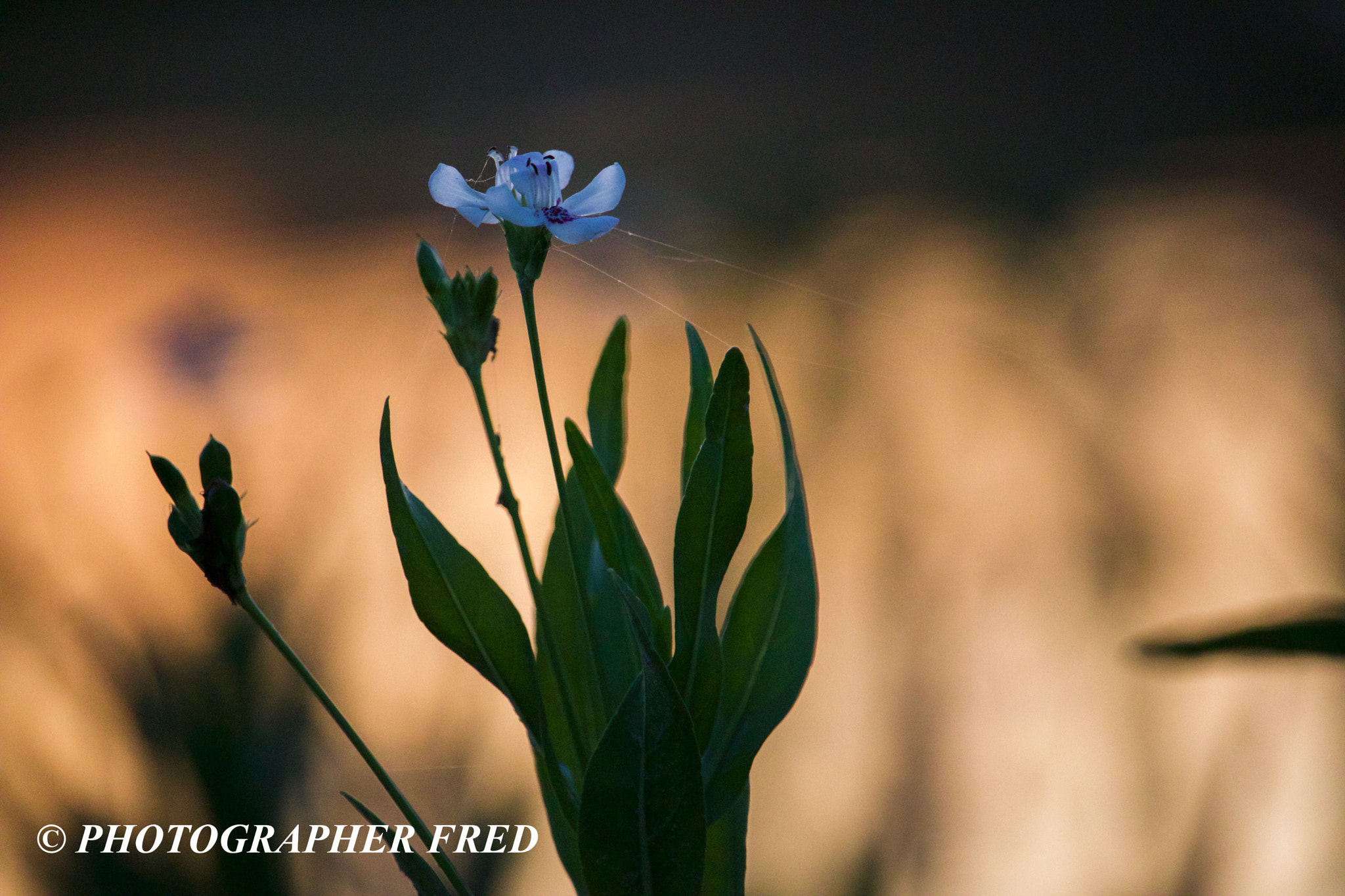 Canon EOS 800D (EOS Rebel T7i / EOS Kiss X9i) sample photo. Flower on the river photography