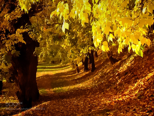 Sony Cyber-shot DSC-H50 sample photo. Autumn photography
