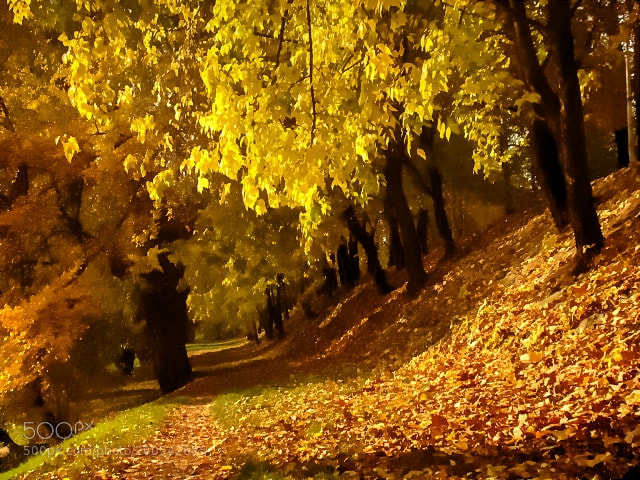 Sony Cyber-shot DSC-H50 sample photo. Autumn photography