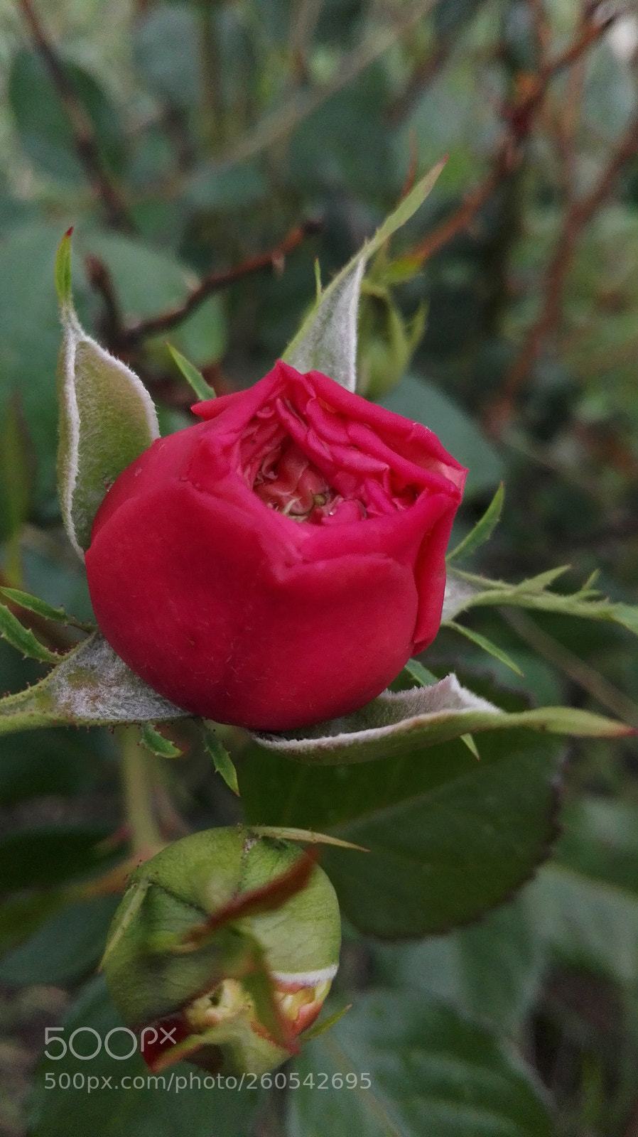 HUAWEI P8 Lite sample photo. Rose photography