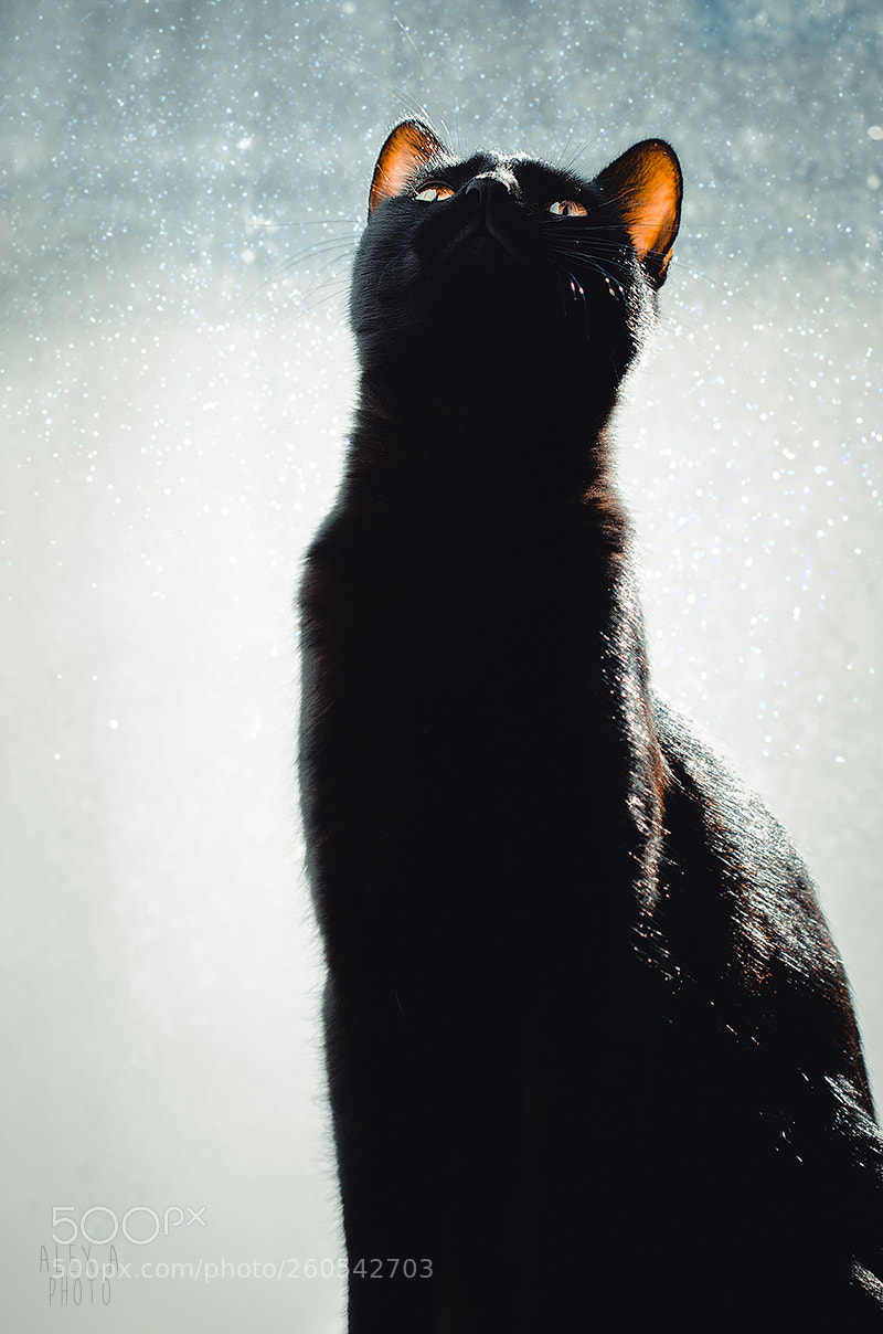 Nikon D7000 sample photo. Cat sunset photography