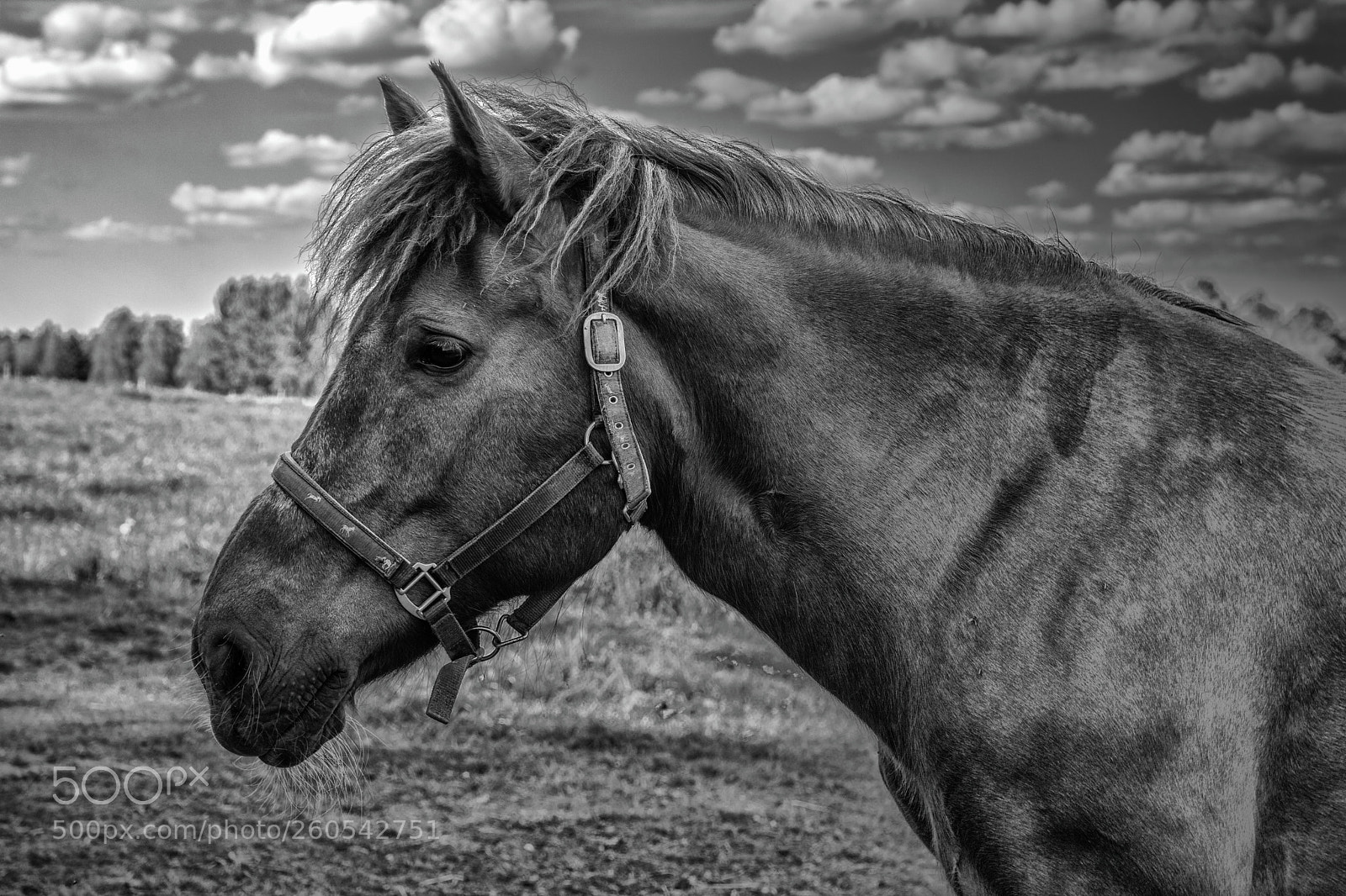 Nikon D7100 sample photo. Finnhorse photography