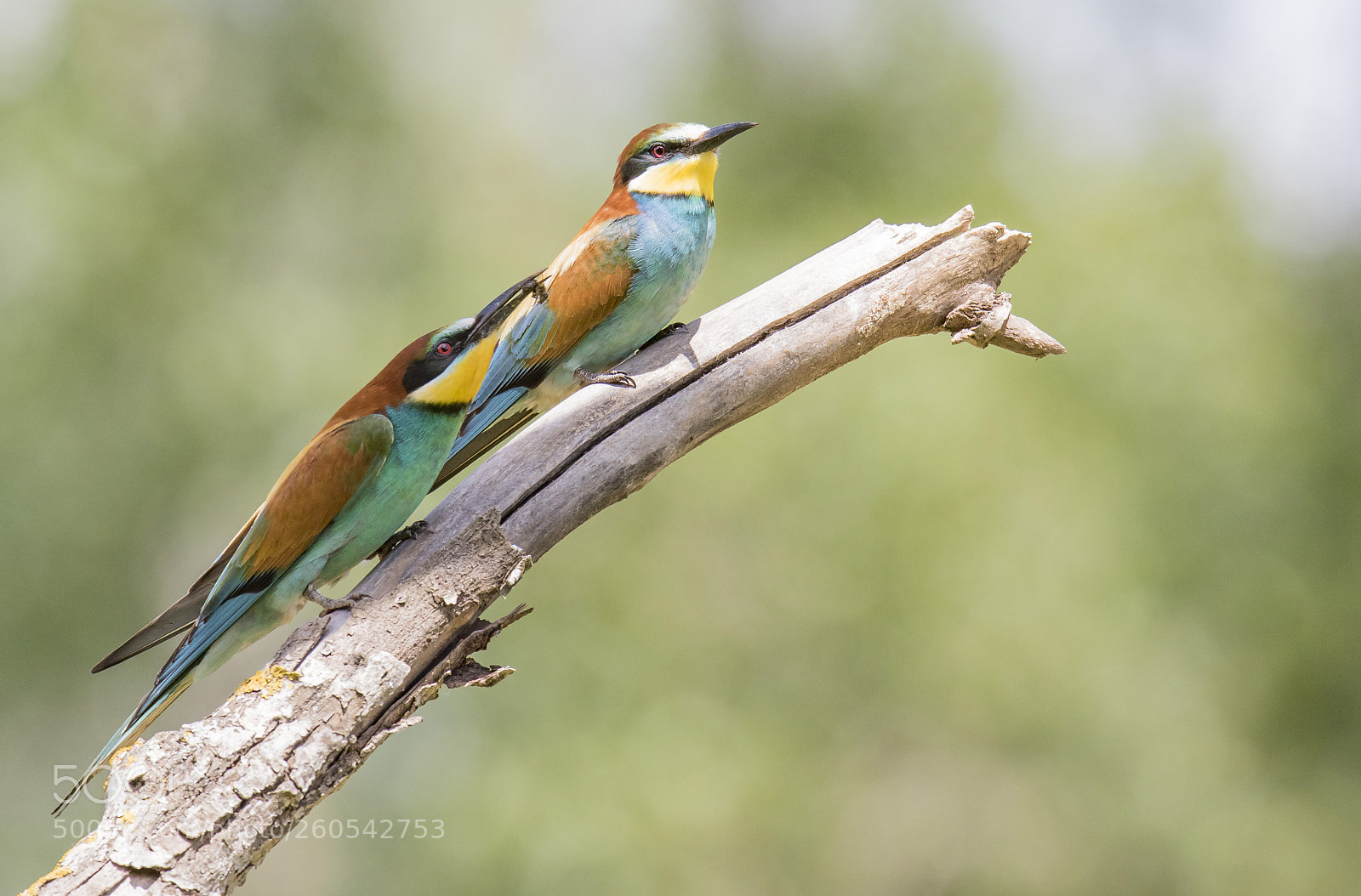 Canon EOS 7D Mark II sample photo. Bee eater rocket photography