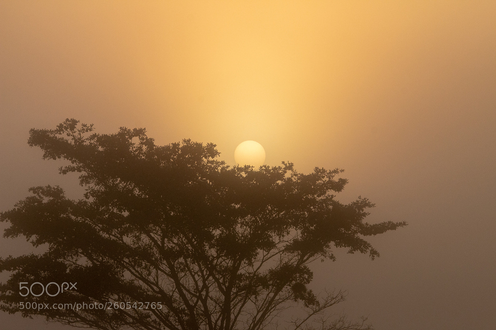 Canon EOS 70D sample photo. Misty sunrise photography