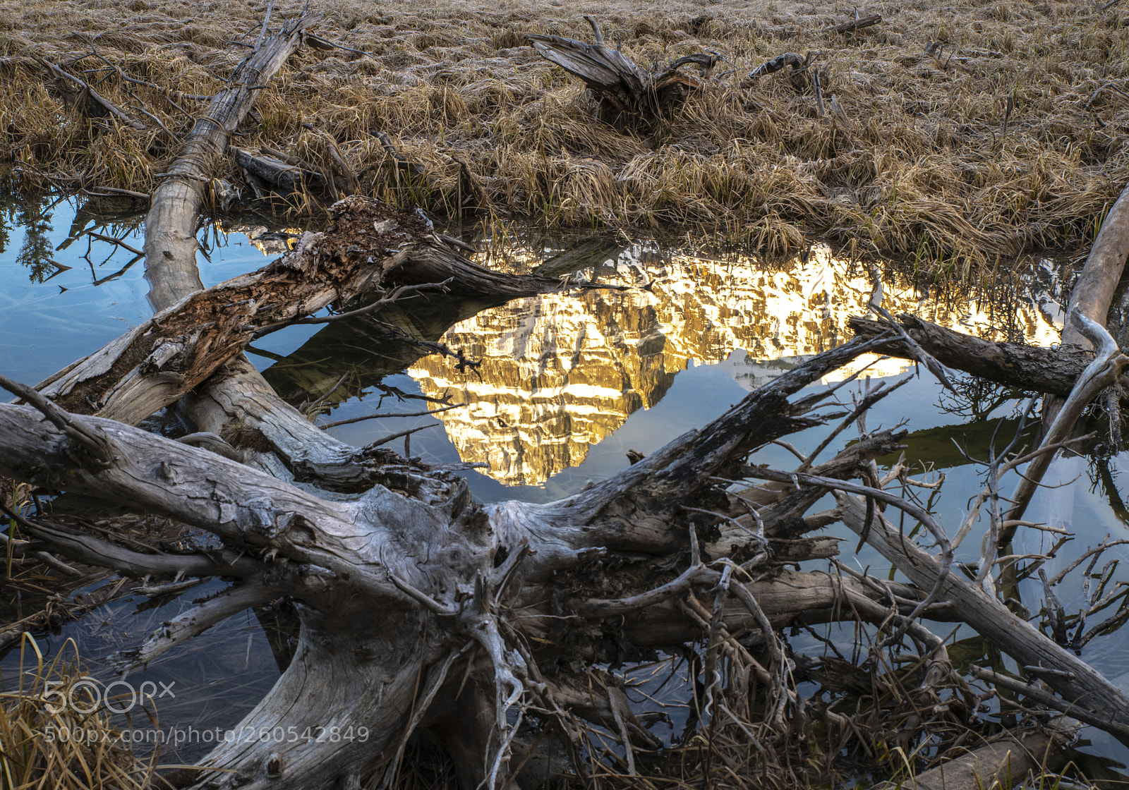 Nikon D850 sample photo. Mt. chephren reflection-waterfoul lake photography