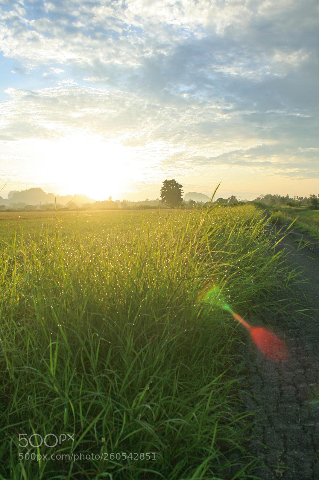 Canon EOS 400D (EOS Digital Rebel XTi / EOS Kiss Digital X) sample photo. Sunrise in the paddy photography