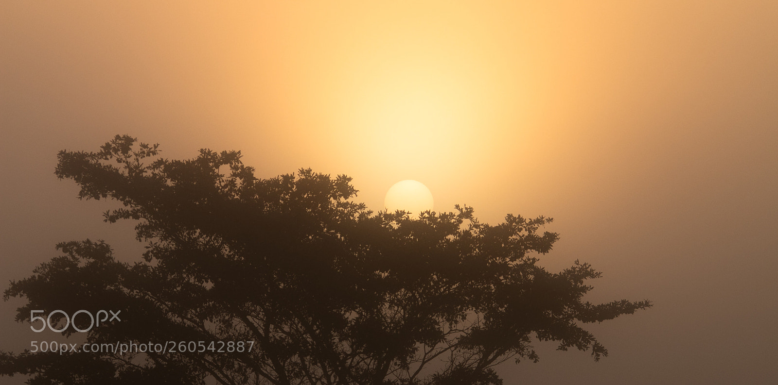 Canon EOS 70D sample photo. Misty sunrise photography