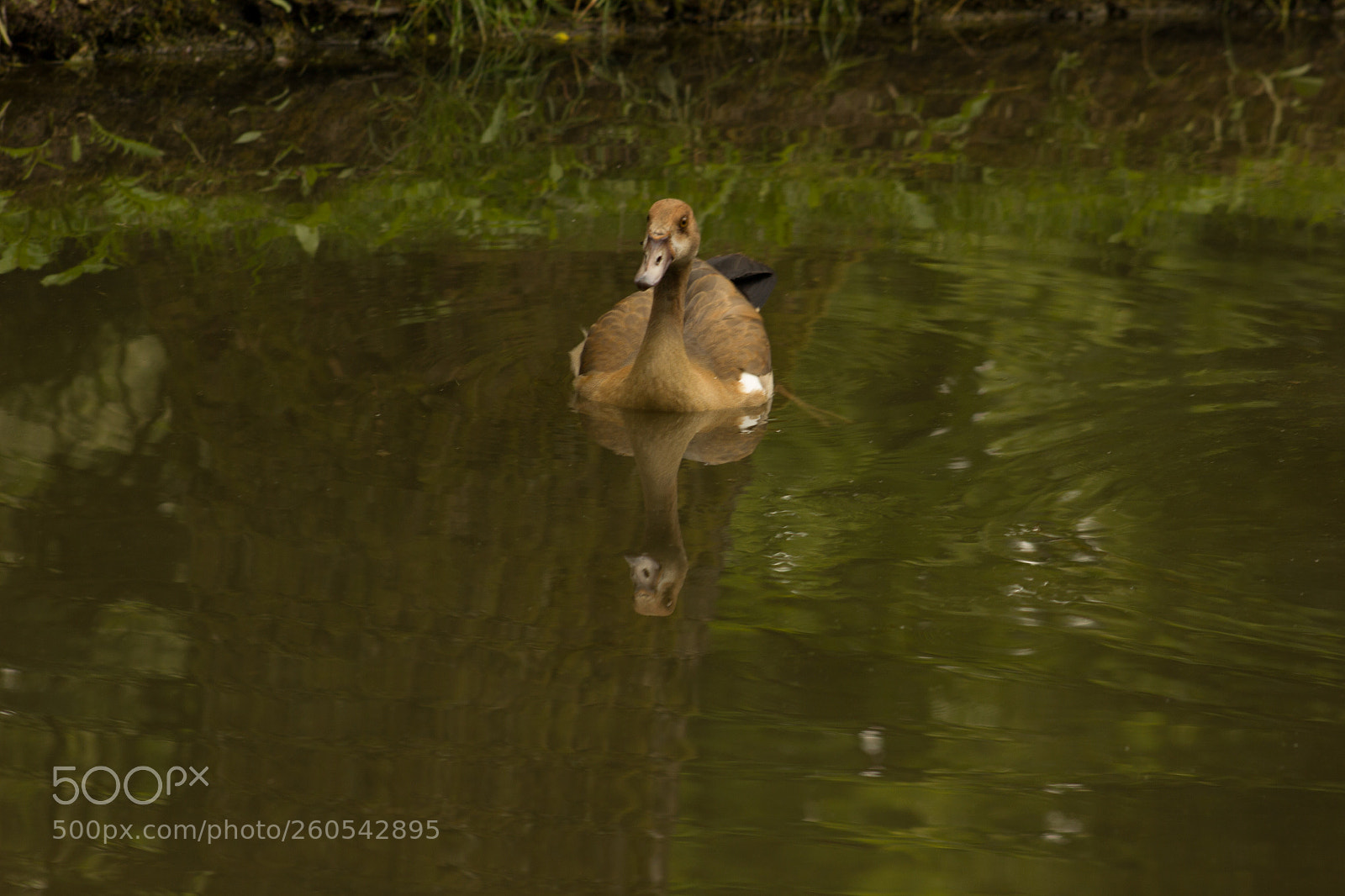 Canon EOS 550D (EOS Rebel T2i / EOS Kiss X4) sample photo. Duck photography