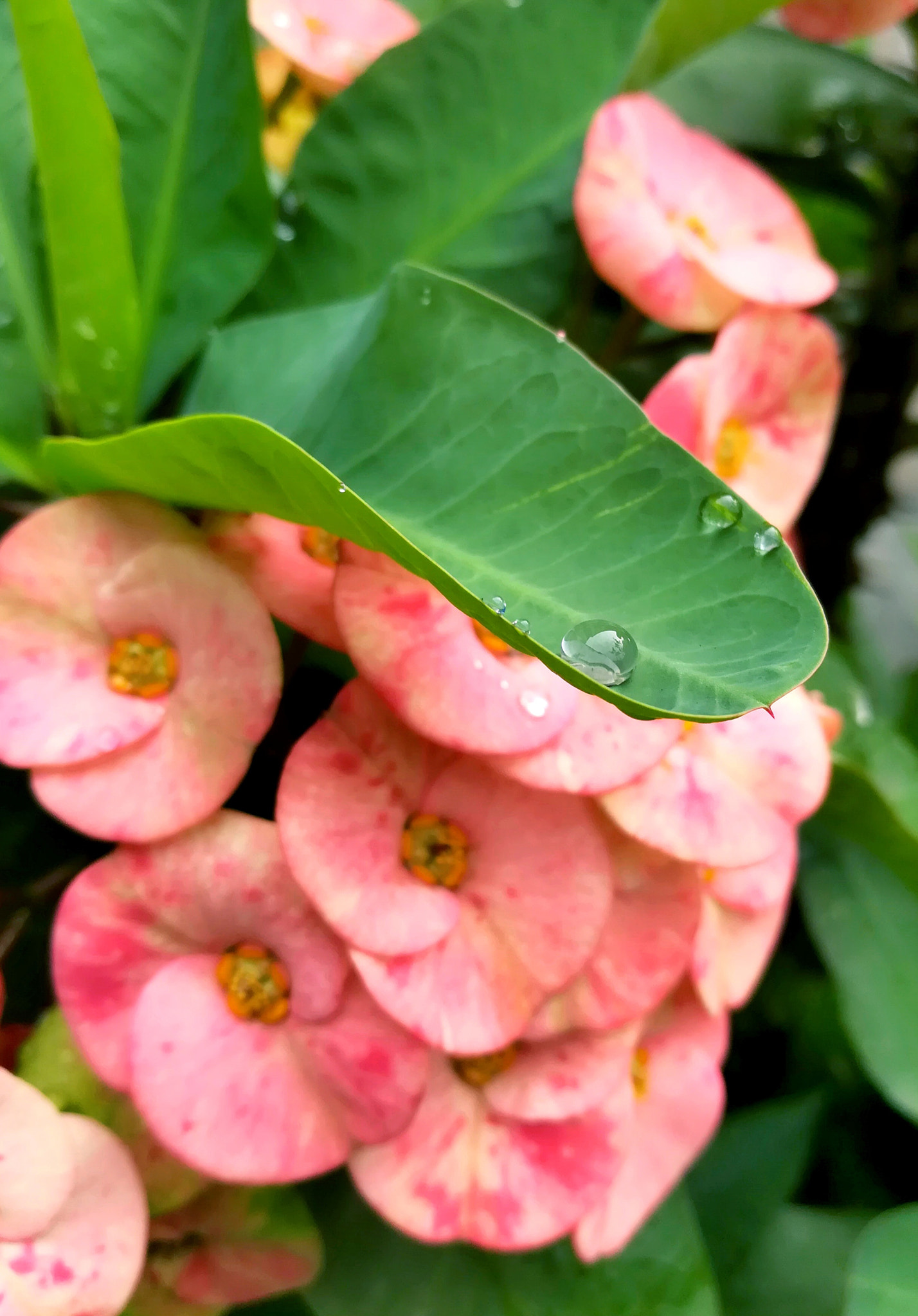 HUAWEI honor 6x sample photo