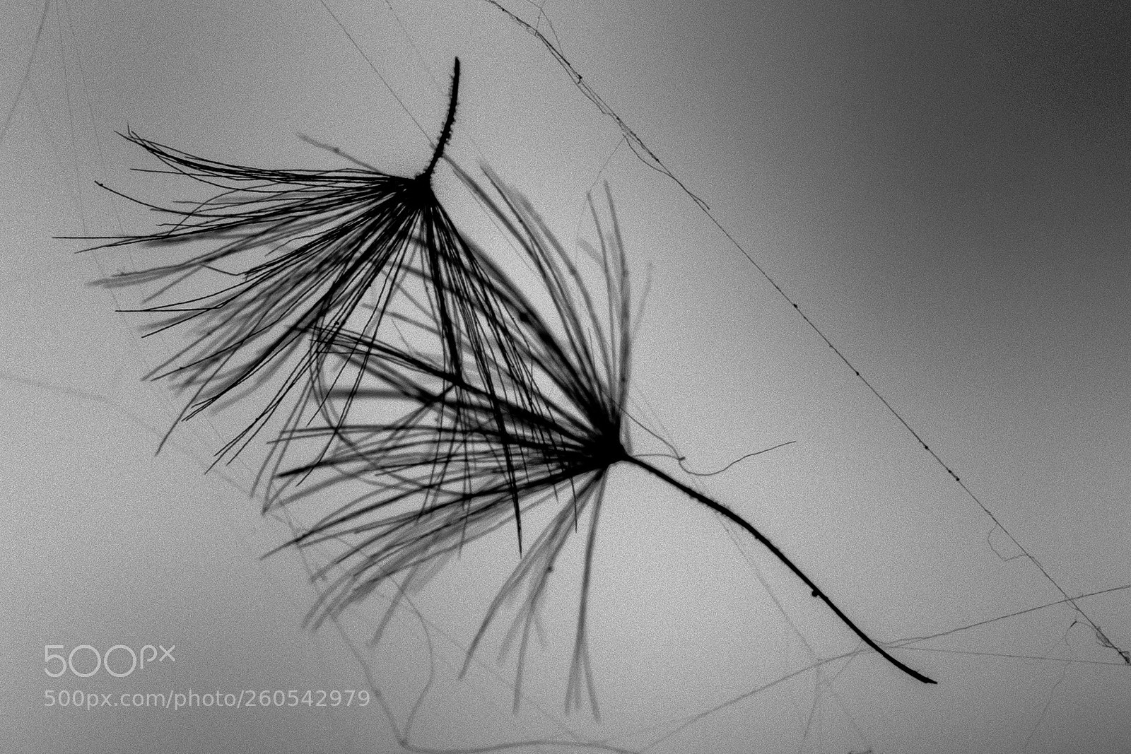 Canon EOS 6D sample photo. Seeds in spider web photography