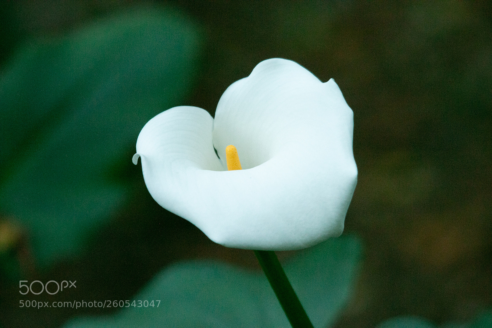 Canon EOS 70D sample photo. Lilly photography