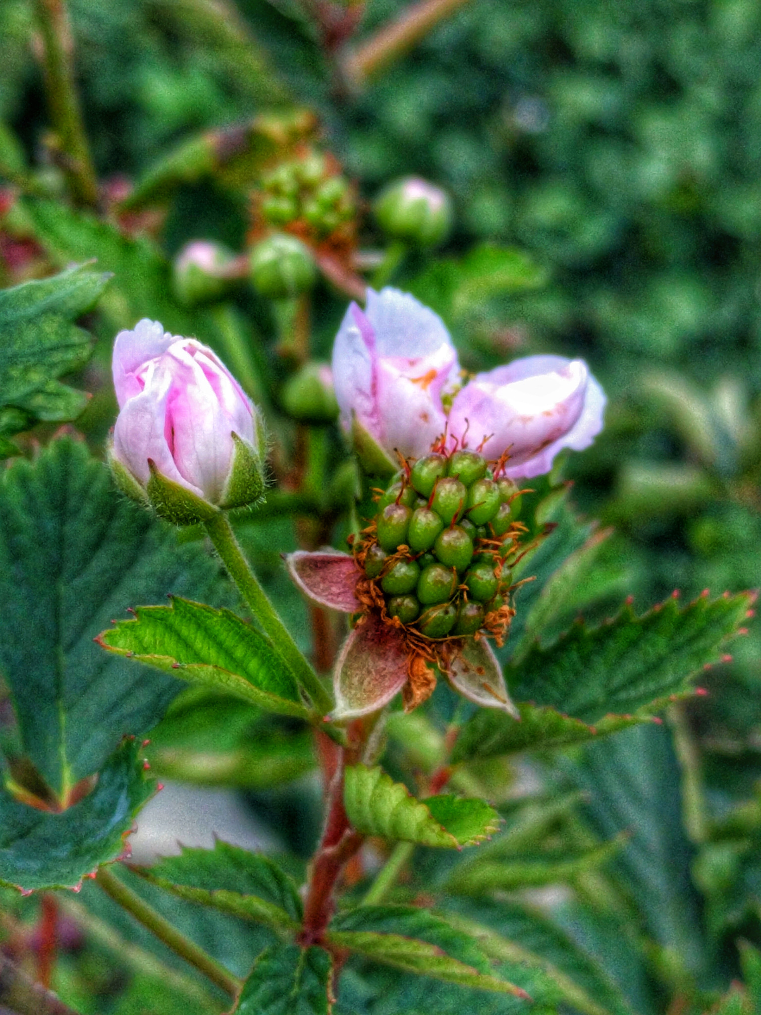 Google Nexus 6P sample photo. Tastes like summer photography