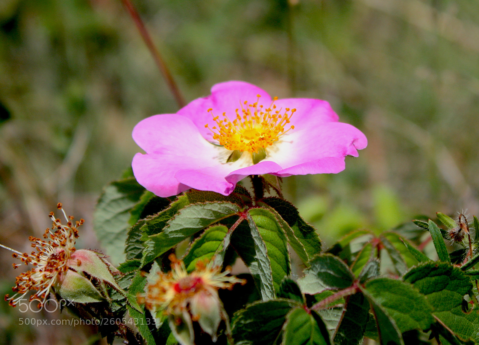 Canon EOS 450D (EOS Rebel XSi / EOS Kiss X2) sample photo. Forest beauty photography