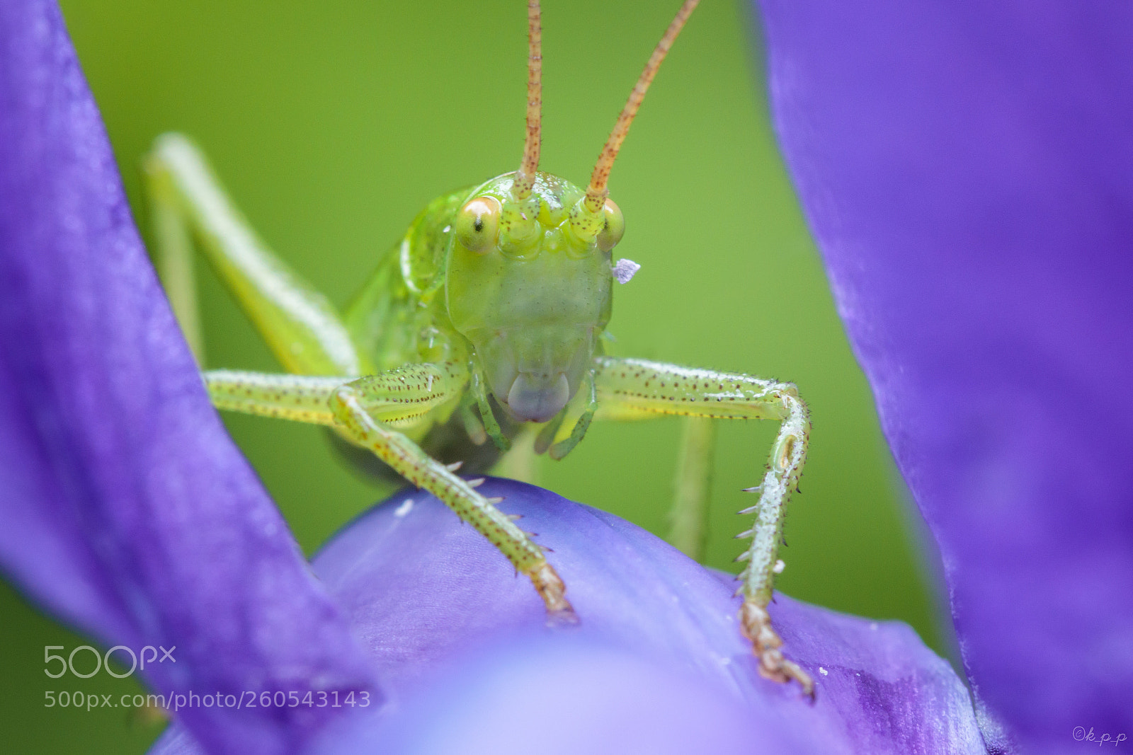 Canon EOS 80D sample photo. Grasshopper photography