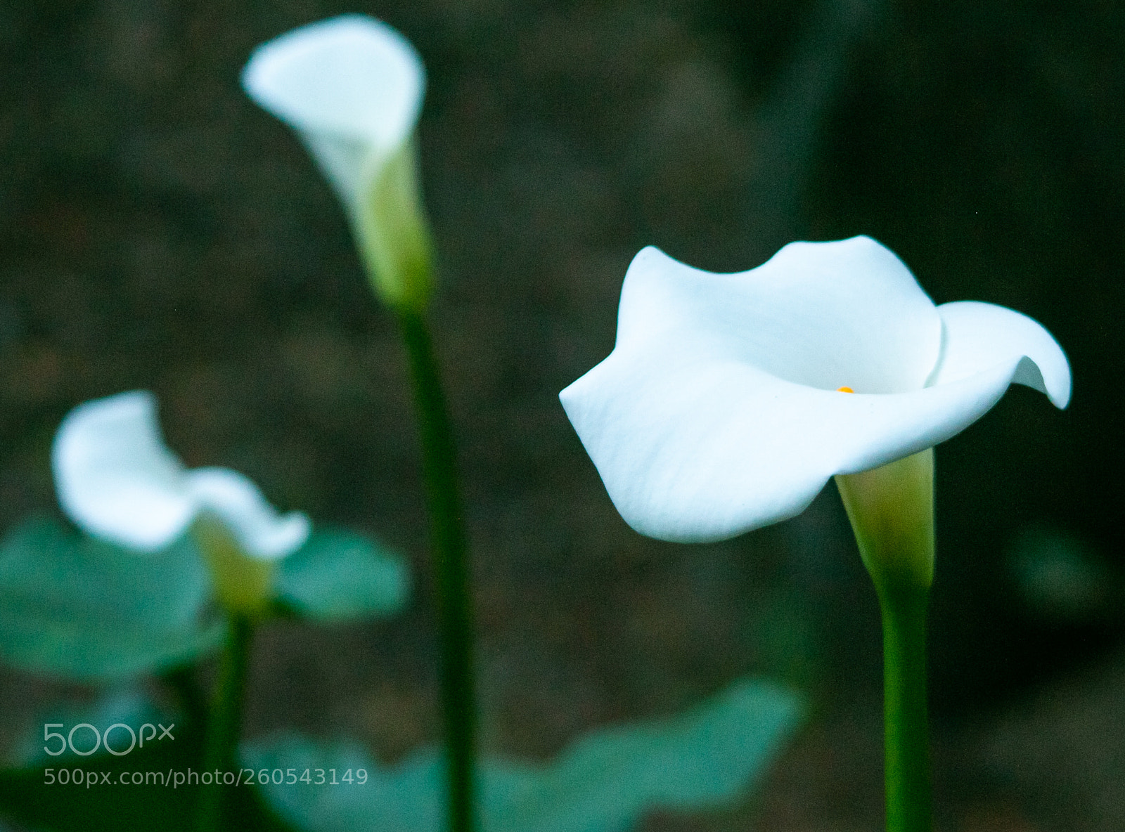 Canon EOS 70D sample photo. Lillies photography