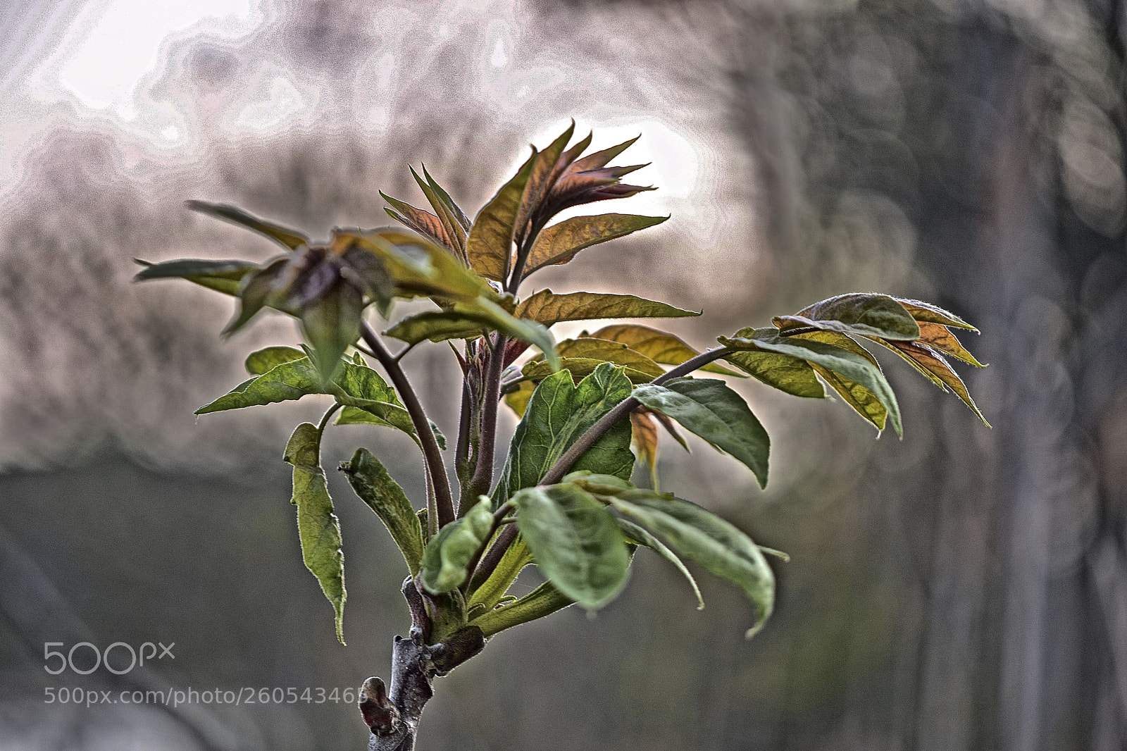 Nikon D5300 sample photo. Evening beauty photography
