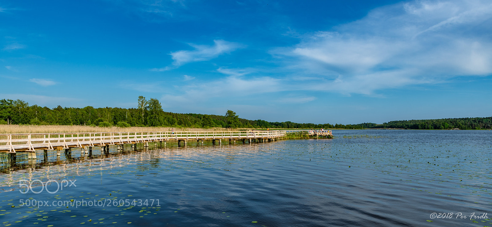 Nikon D850 sample photo. The duckboard photography