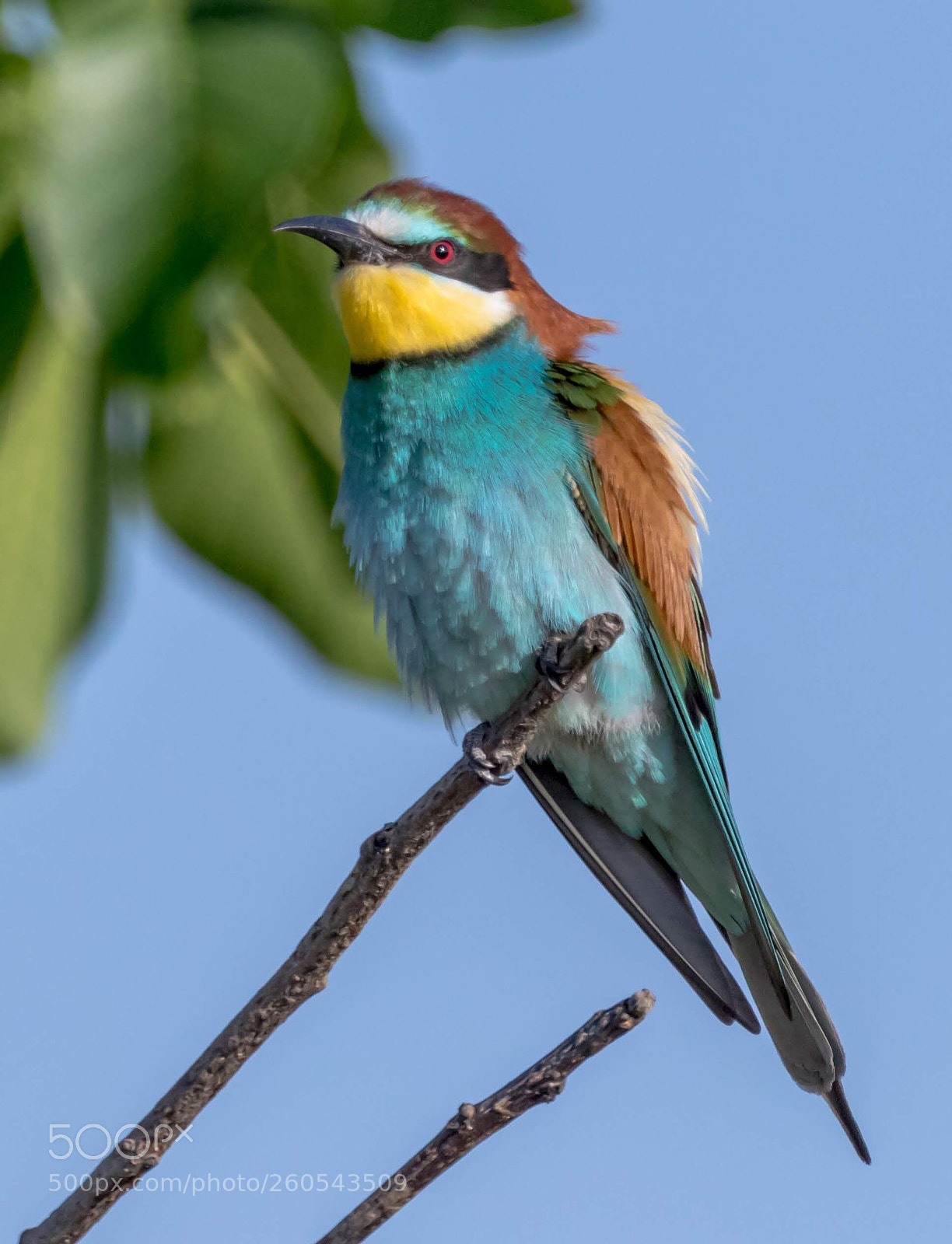 Canon EOS 7D Mark II sample photo. Bee eater photography