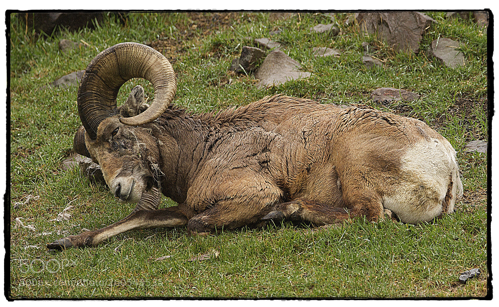 Canon EOS 7D sample photo. Resting dall’s sheep  photography