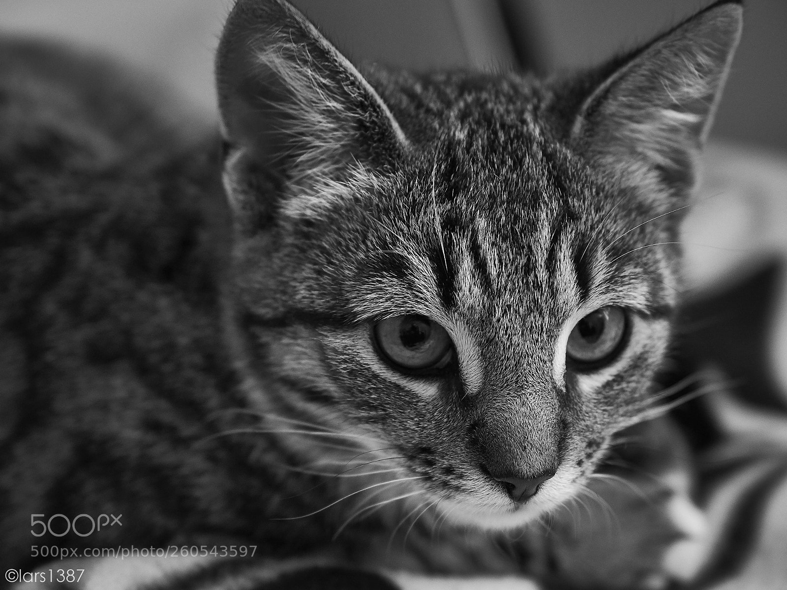 Fujifilm X-T1 sample photo. Those darn kittens photography