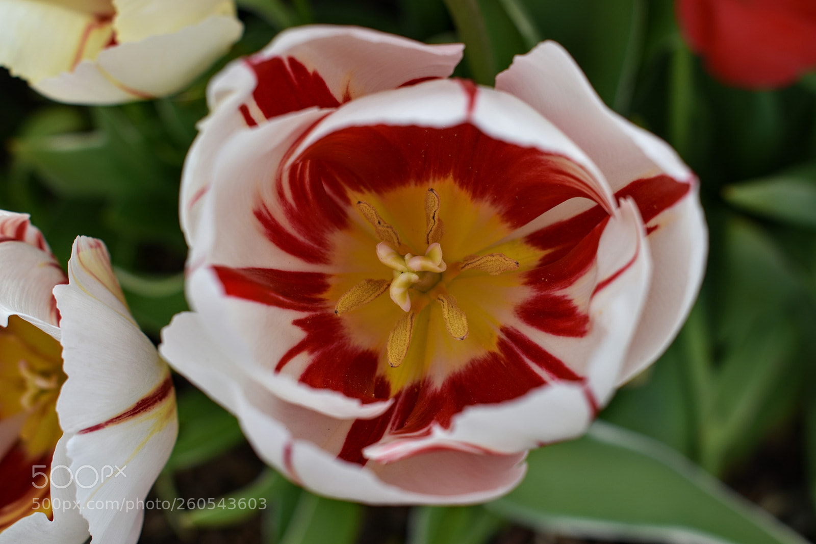 Nikon D3400 sample photo. Tulip photography