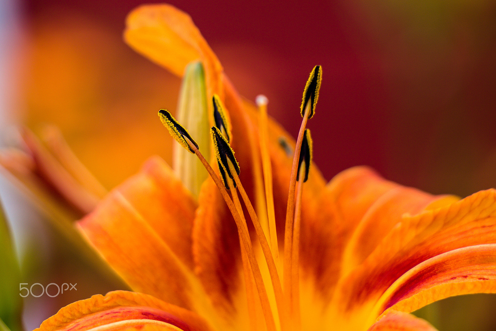 Canon EOS 650D (EOS Rebel T4i / EOS Kiss X6i) sample photo. Fire lily photography
