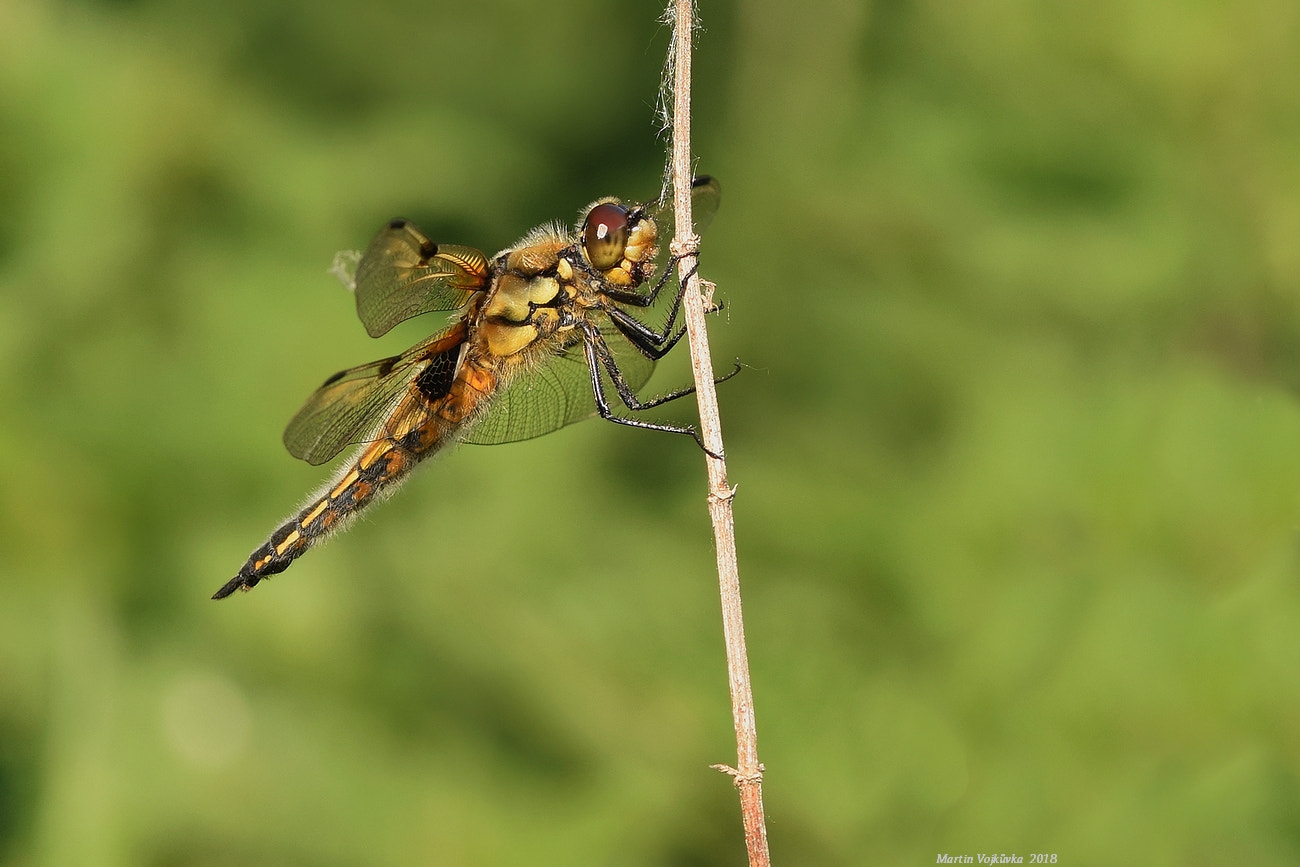 Sigma 105mm F2.8 EX DG OS HSM sample photo. Libellula quadrimaculata (vážka čtyřskvrnná) photography