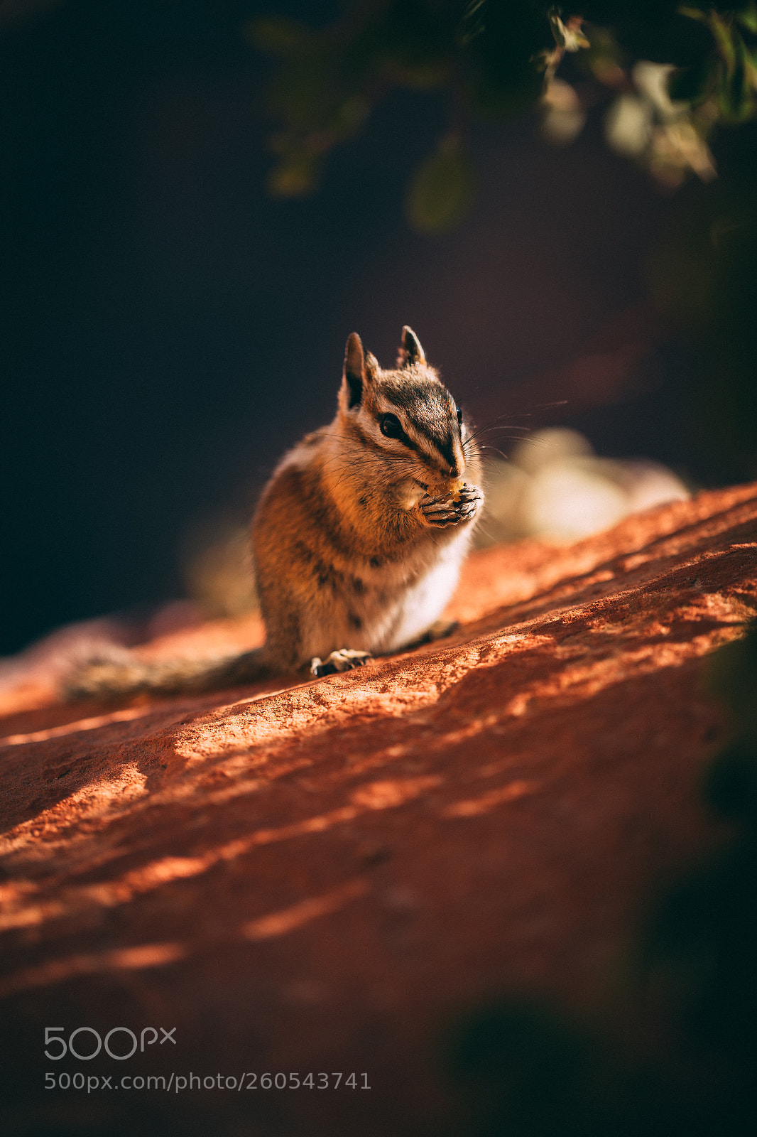 Canon EOS-1D X Mark II sample photo. Chipmunk at zion photography