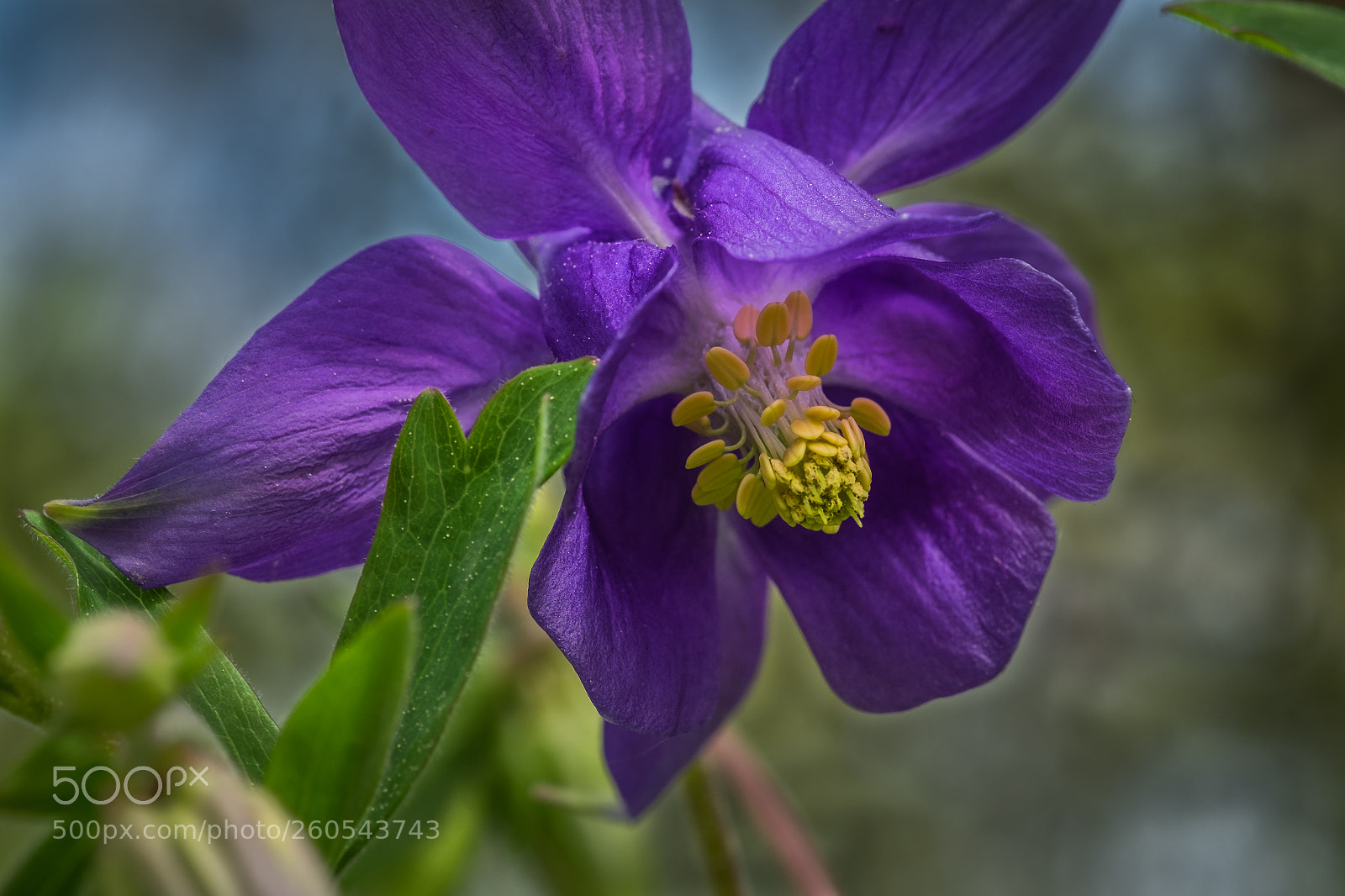 Fujifilm X-T1 sample photo. Gemeine akelei (aquilegia vulgaris) photography