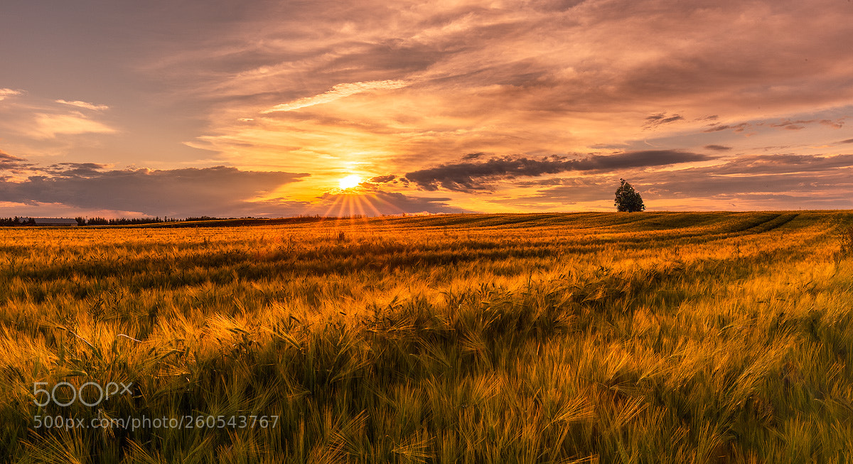 Canon EOS 6D sample photo. Golden field photography