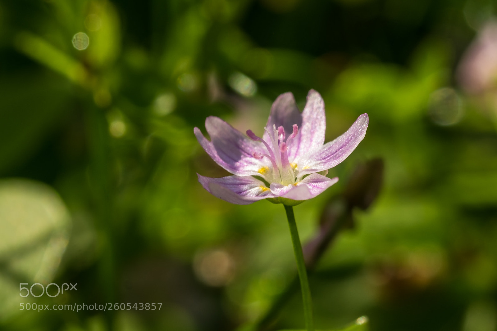 Fujifilm X-T1 sample photo. Sibirisches tellerkraut (claytonia sibirica) photography