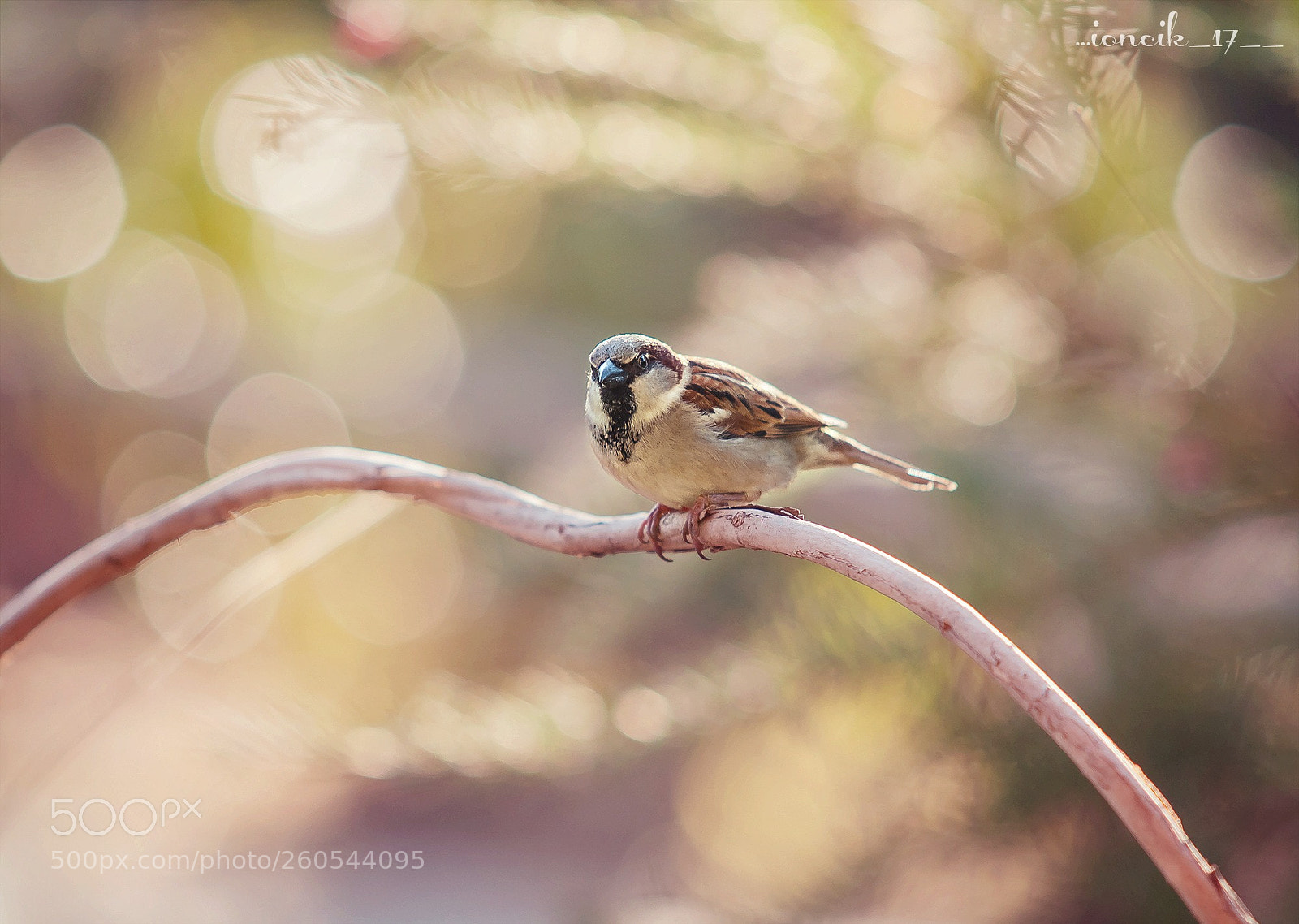 Canon EOS 1000D (EOS Digital Rebel XS / EOS Kiss F) sample photo. Wild sparrow photography