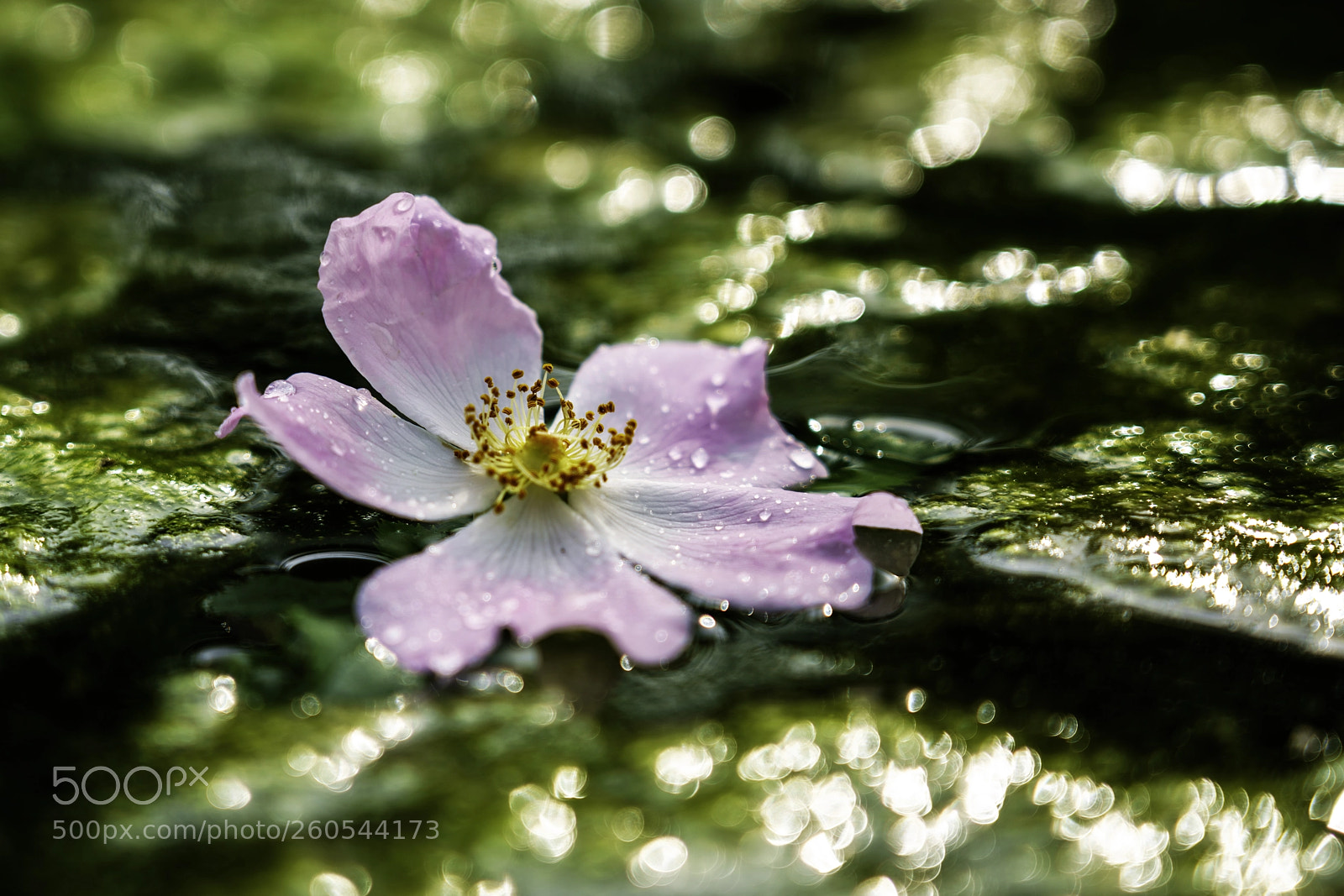 Sony a7R III sample photo. Ephemeral beauty photography