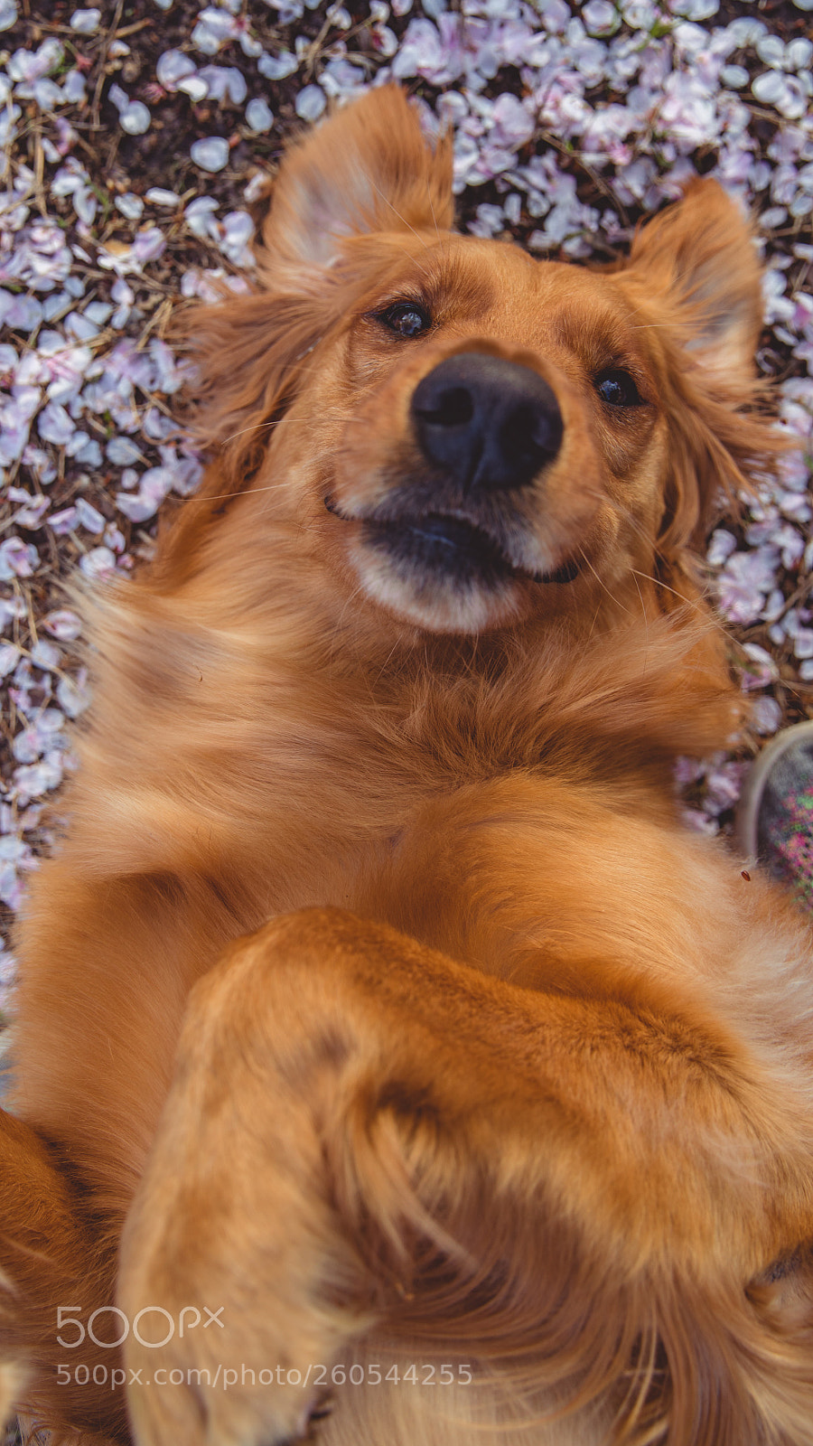 Canon EOS-1D X Mark II sample photo. Golden retriever in cherry photography