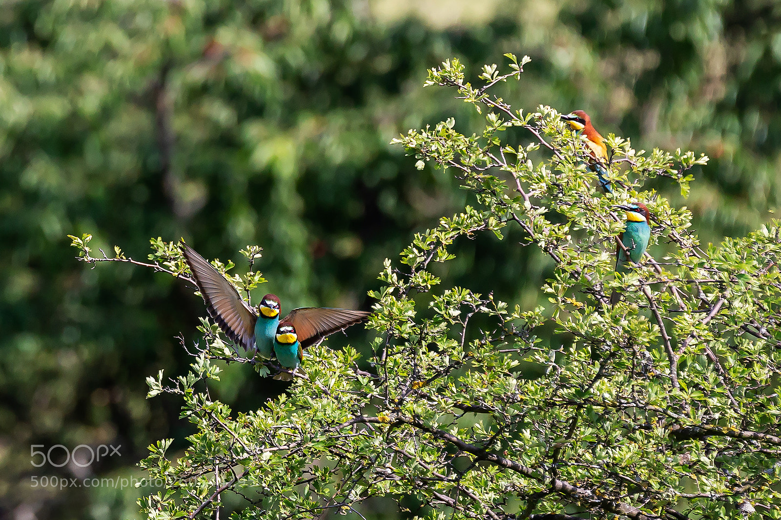 Canon EOS 6D sample photo. Vlha pestrá    merops apiaster photography